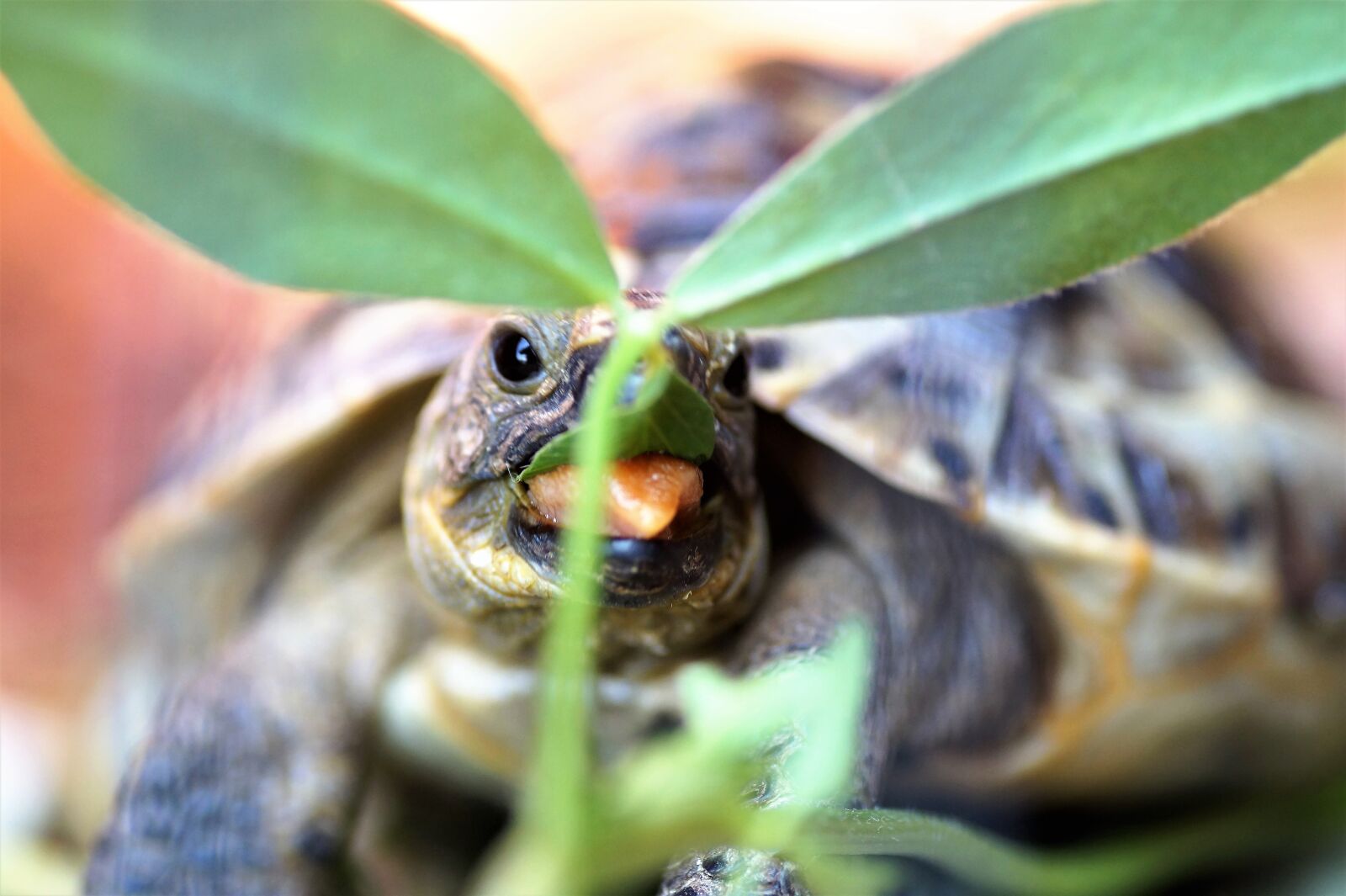 Sony SLT-A58 sample photo. Turtle, little turtle, cub photography