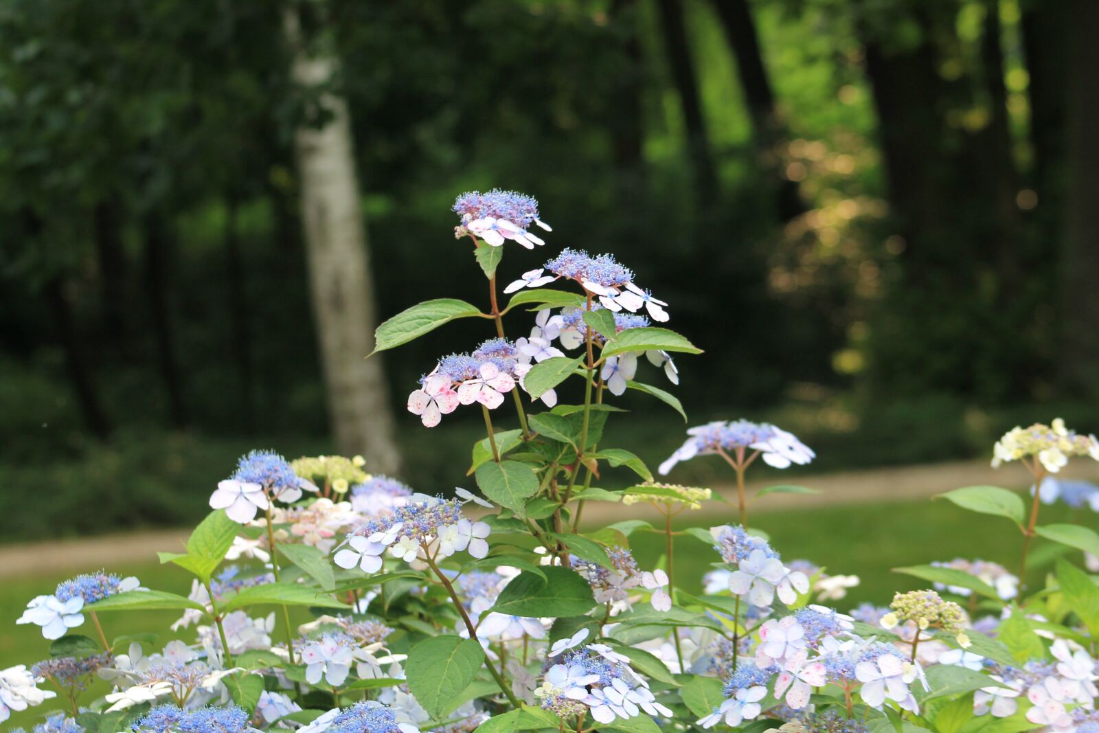 Canon EF 75-300mm f/4-5.6 sample photo. Kudowa zdr j, flowers photography