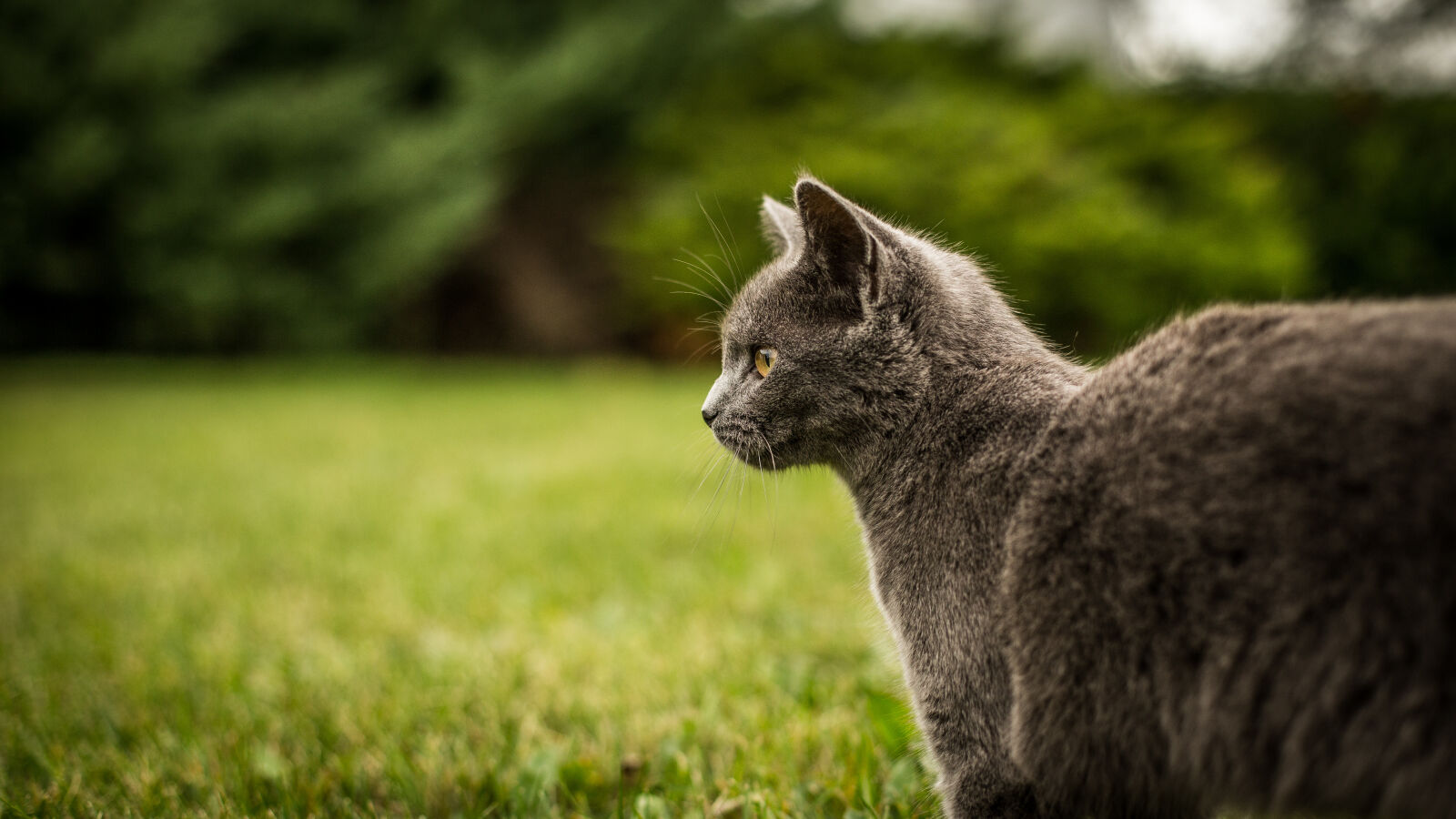 Canon EOS 6D + Canon EF 50mm F1.4 USM sample photo. Shallow, focus, photography, of photography