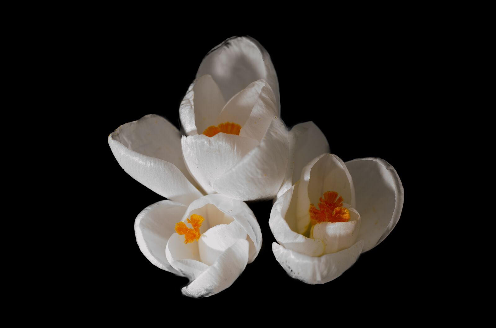Nikon D7000 sample photo. Crocus, plant, flowers photography