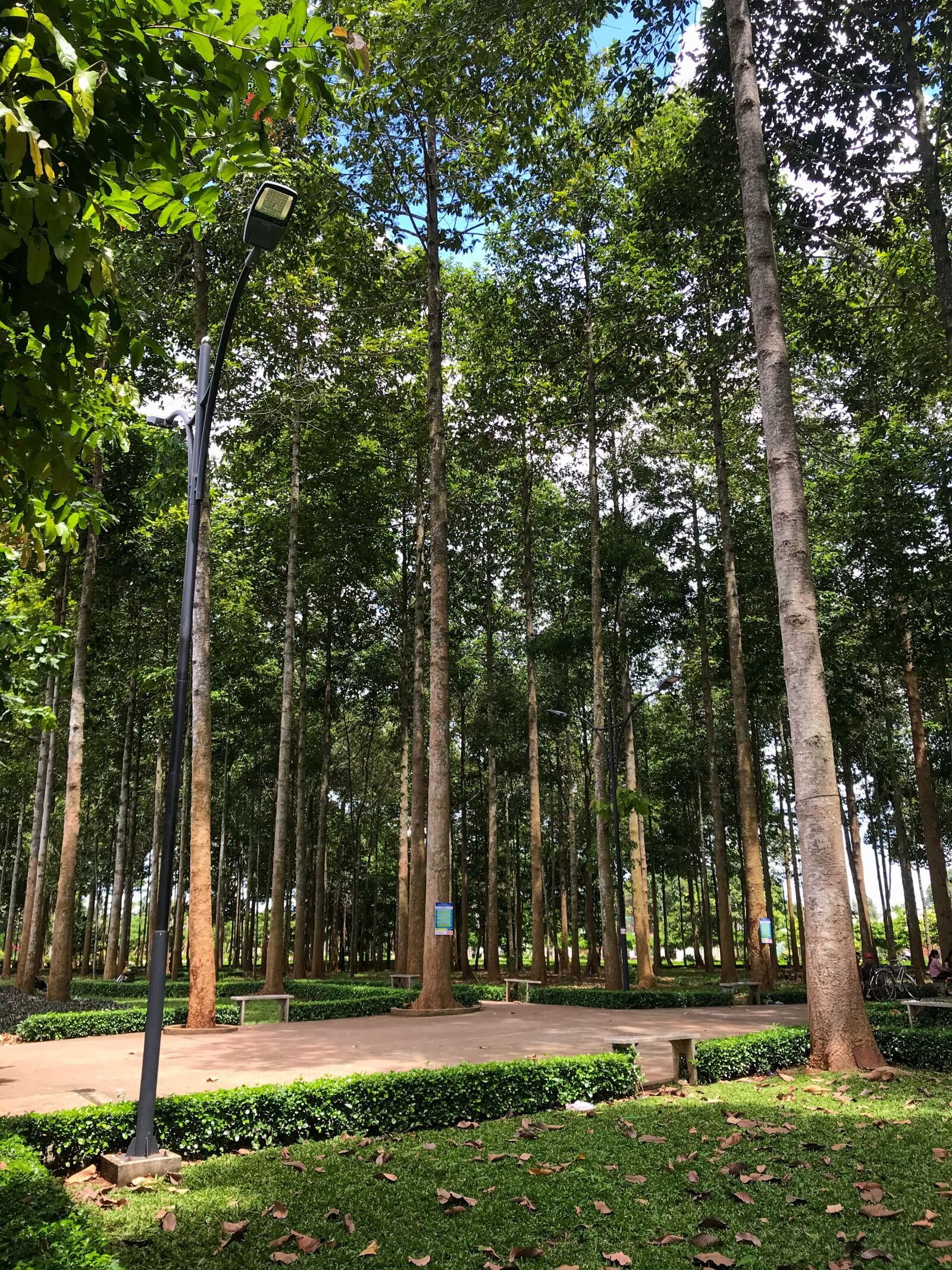 iPhone 7 Plus back dual camera 3.99mm f/1.8 sample photo. Tree, nature, landspace photography