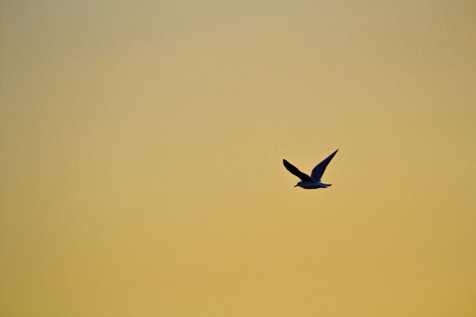 Canon EOS 600D (Rebel EOS T3i / EOS Kiss X5) sample photo. Bird, bird in the photography