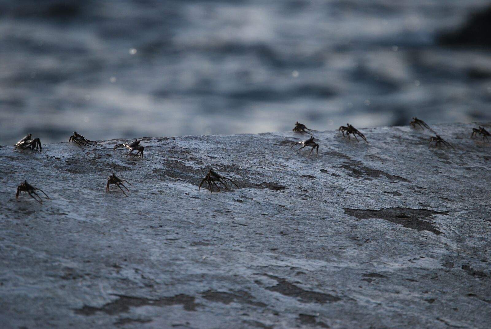 Nikon D60 sample photo. Crab, crabs, curaçao photography