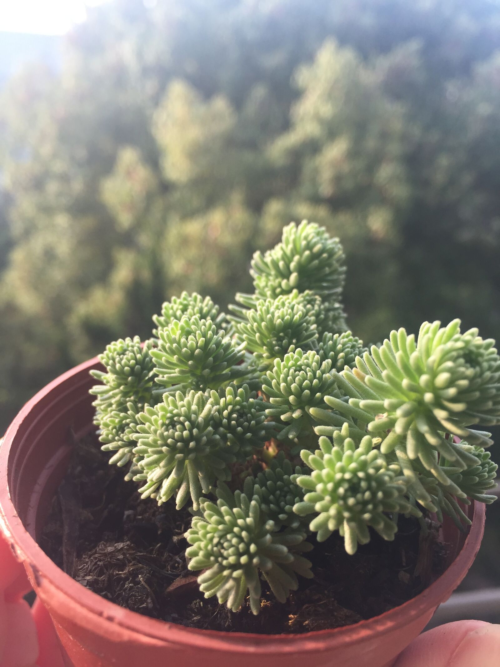 Apple iPhone 6 sample photo. Ball loose, plant, the photography