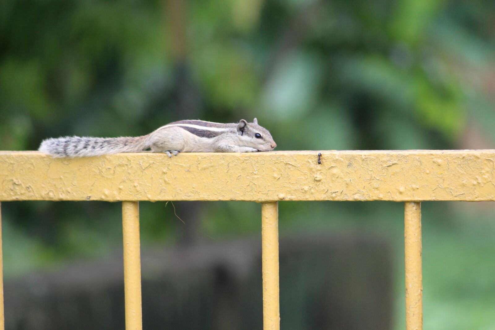 Canon EOS 1200D (EOS Rebel T5 / EOS Kiss X70 / EOS Hi) sample photo. Nature, outdoors, wood photography