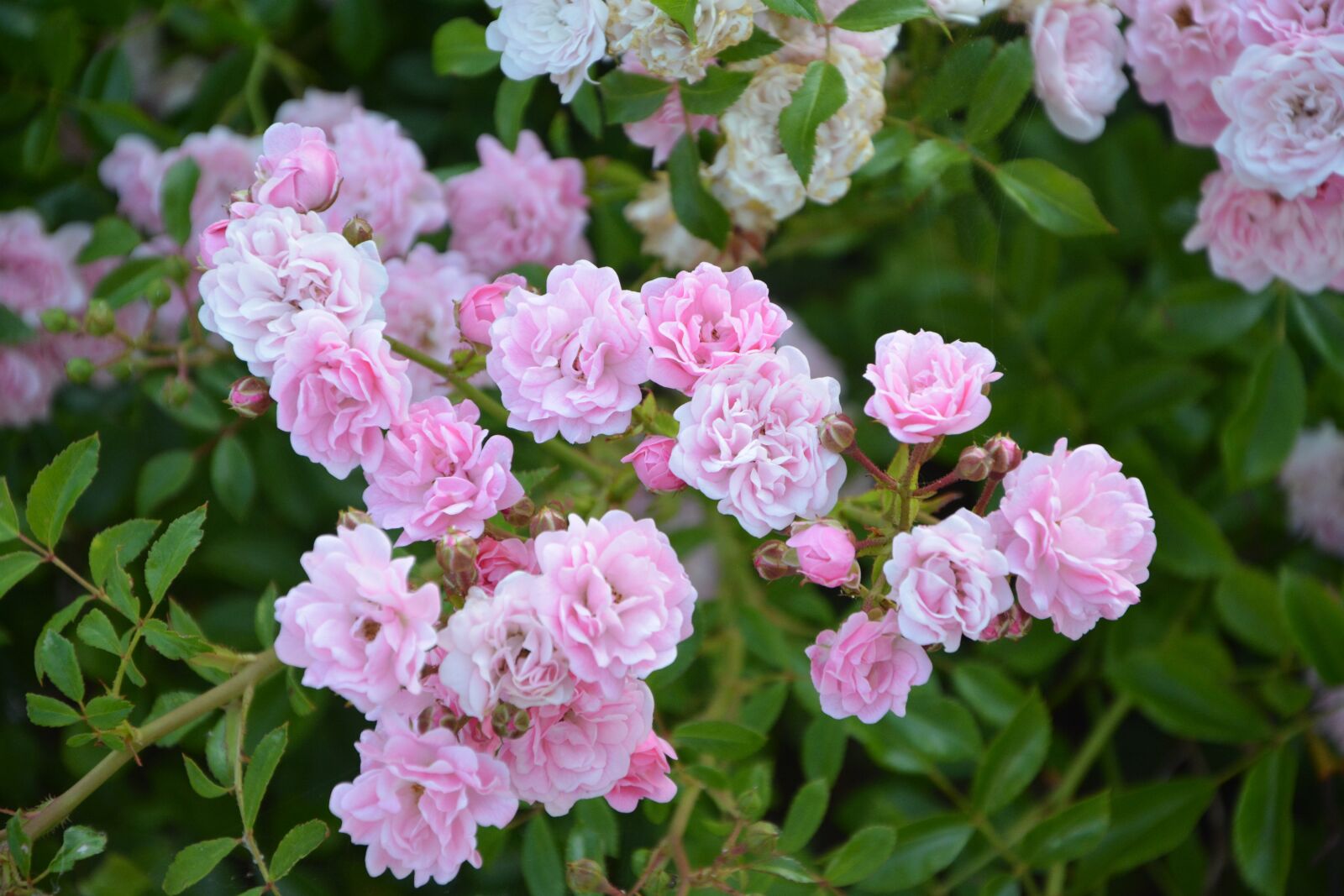 Nikon D5200 sample photo. Rose bud, rosebush, pink photography