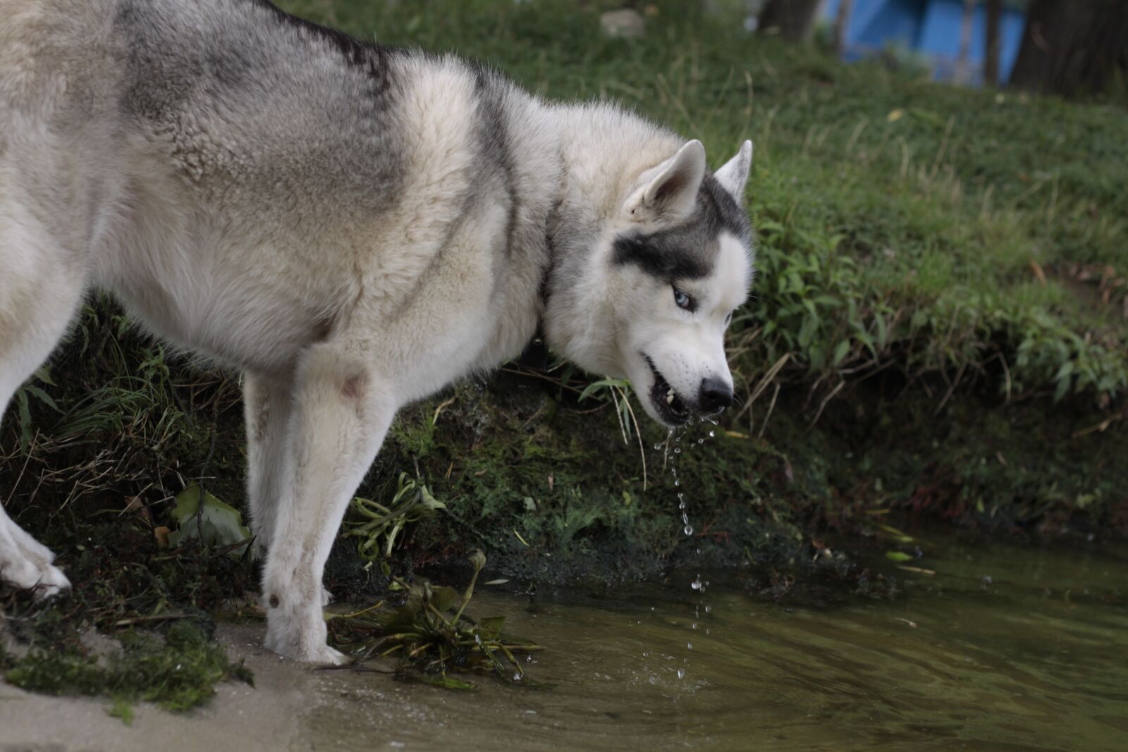 Canon EOS 50D sample photo. Husky, pam, busy photography