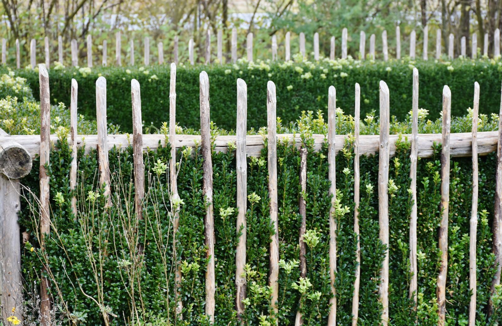 Nikon D7200 sample photo. Cottage garden, garden, flowers photography