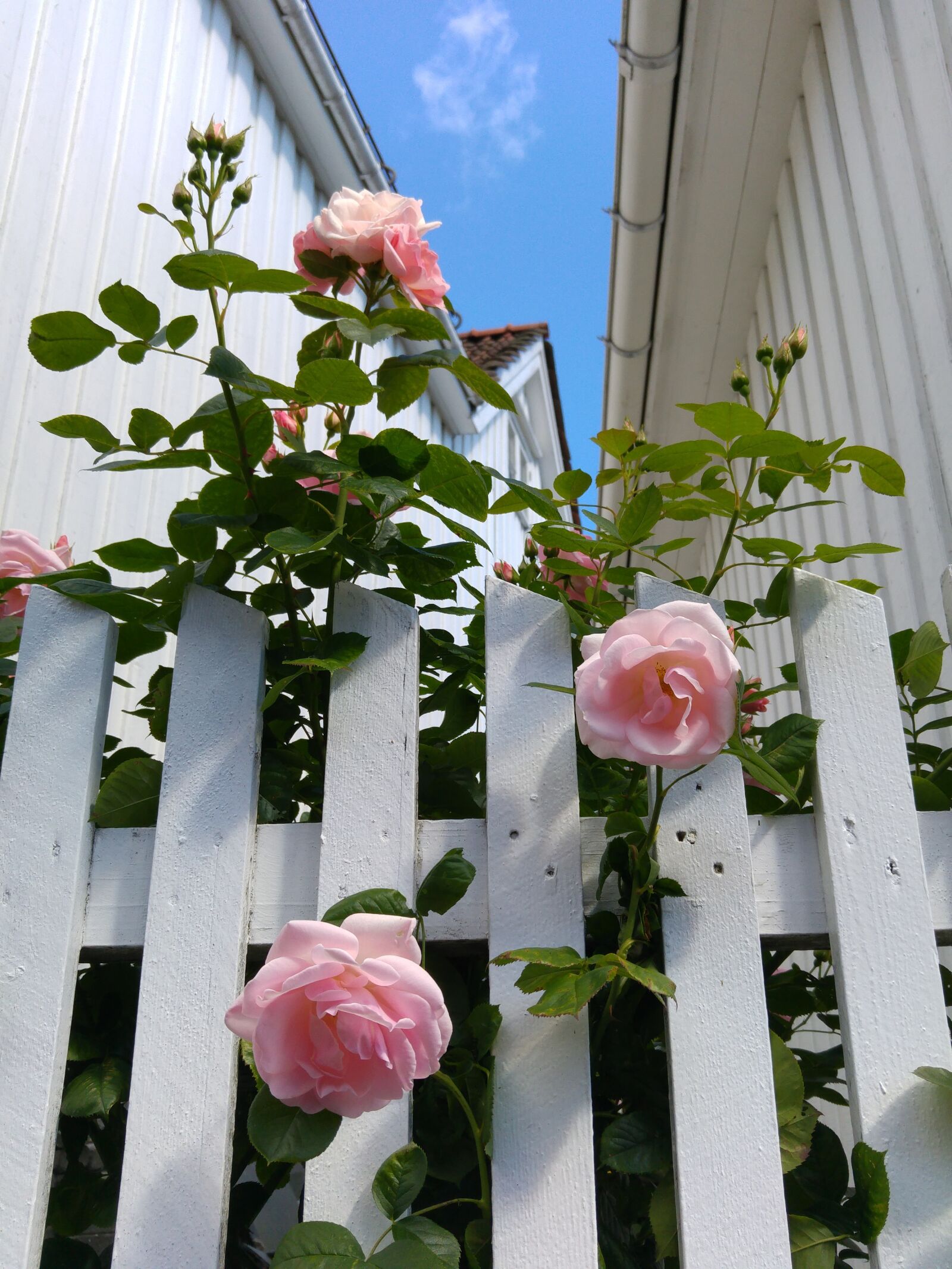 LG G4 sample photo. Ris r, s rlandet photography