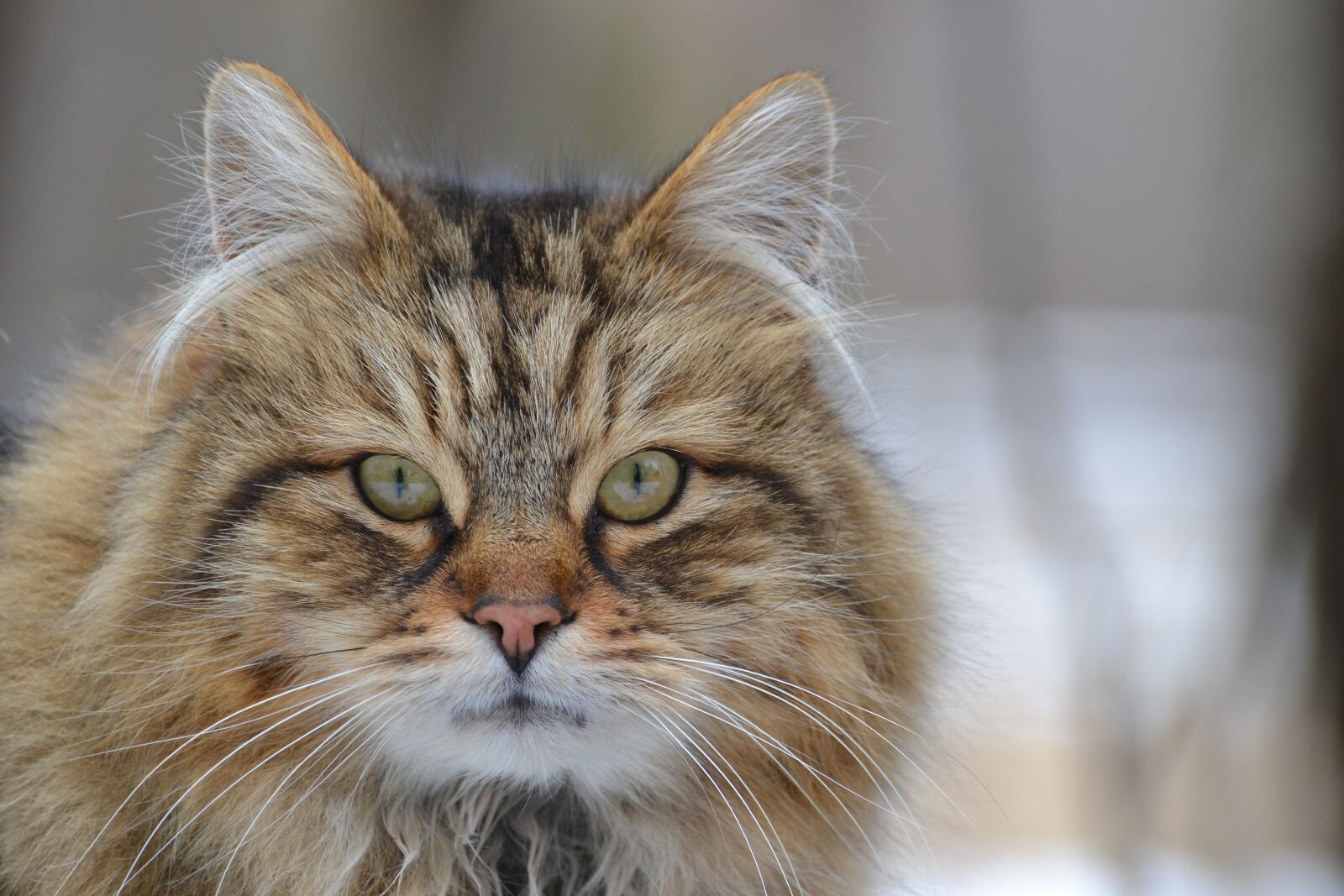 Nikon D3100 sample photo. Cat, animal, domestic photography