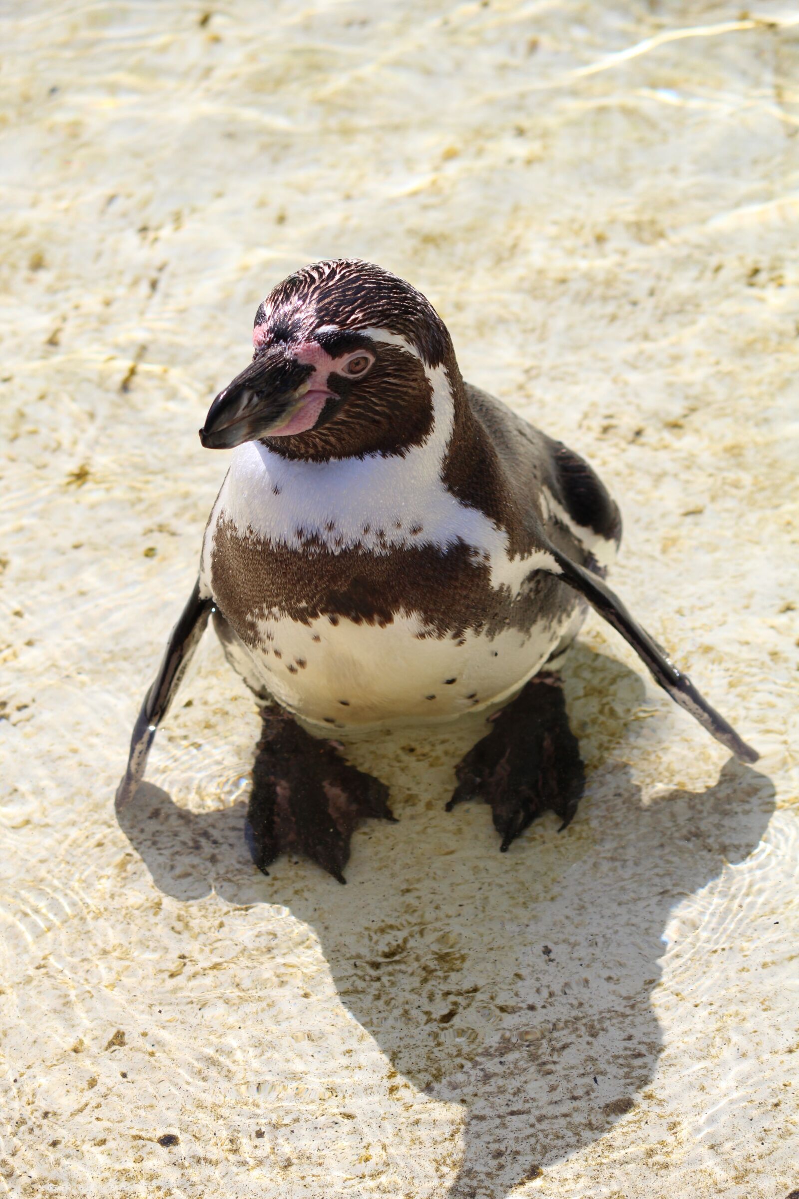 Canon EF-S 55-250mm F4-5.6 IS II sample photo. Humboldt penguin, penguin, south photography
