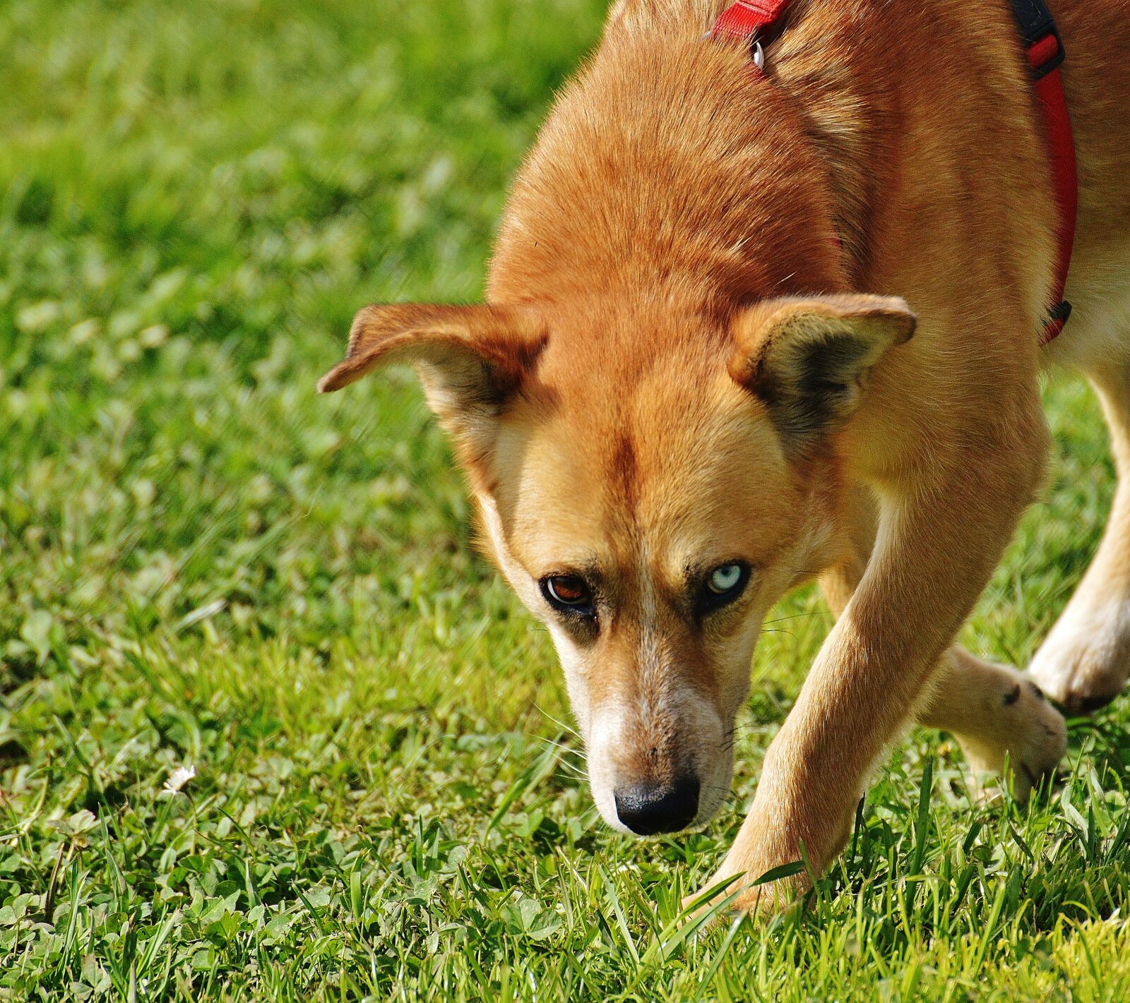 Nikon D3200 sample photo. Dog, fur, animal photography