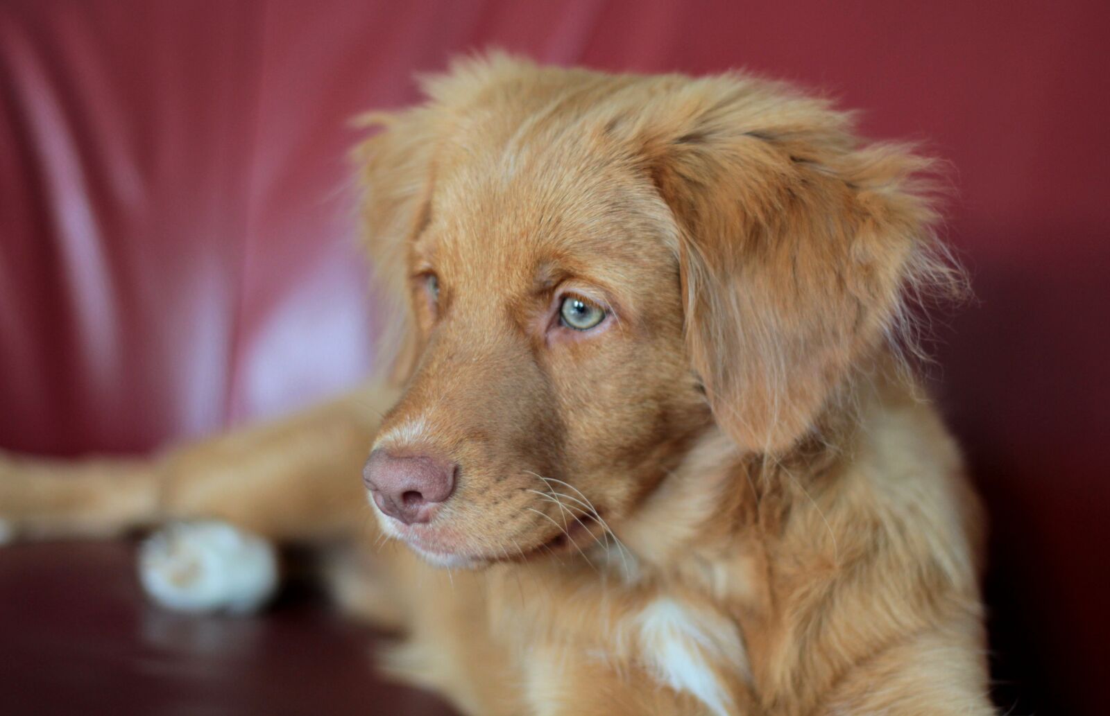 Canon EOS 600D (Rebel EOS T3i / EOS Kiss X5) + Canon EF 50mm F1.8 STM sample photo. Toller, puppy, cute photography