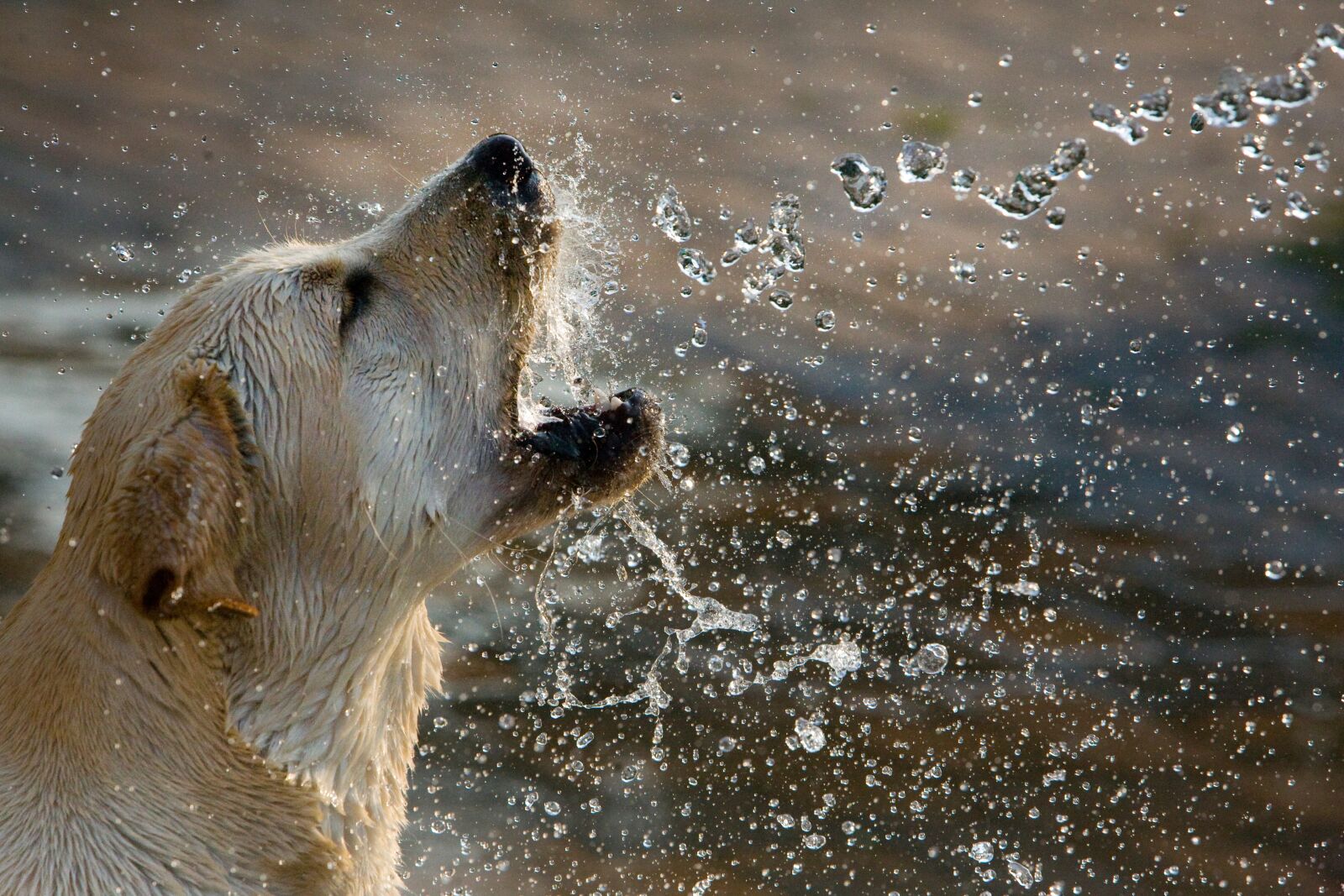 Canon EOS 5D sample photo. Dogs, yellow labrador retriever photography