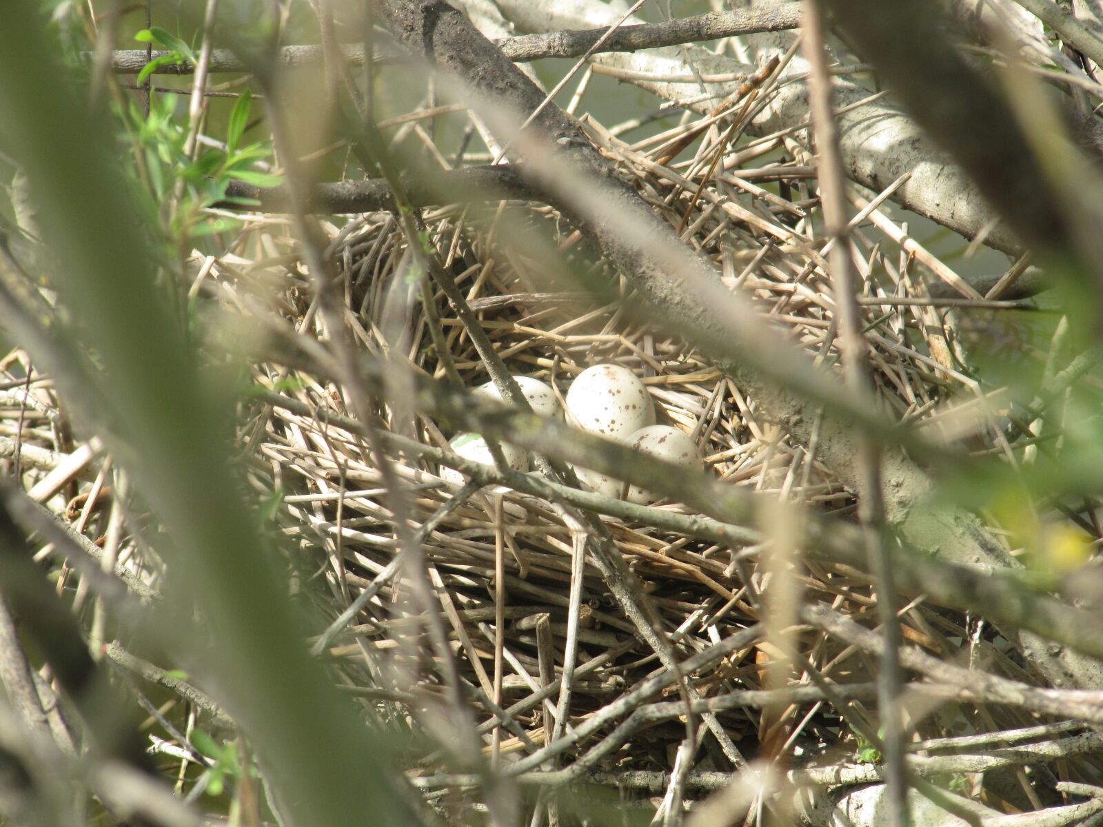 Canon PowerShot SX200 IS sample photo. Eggs, nest, bird photography