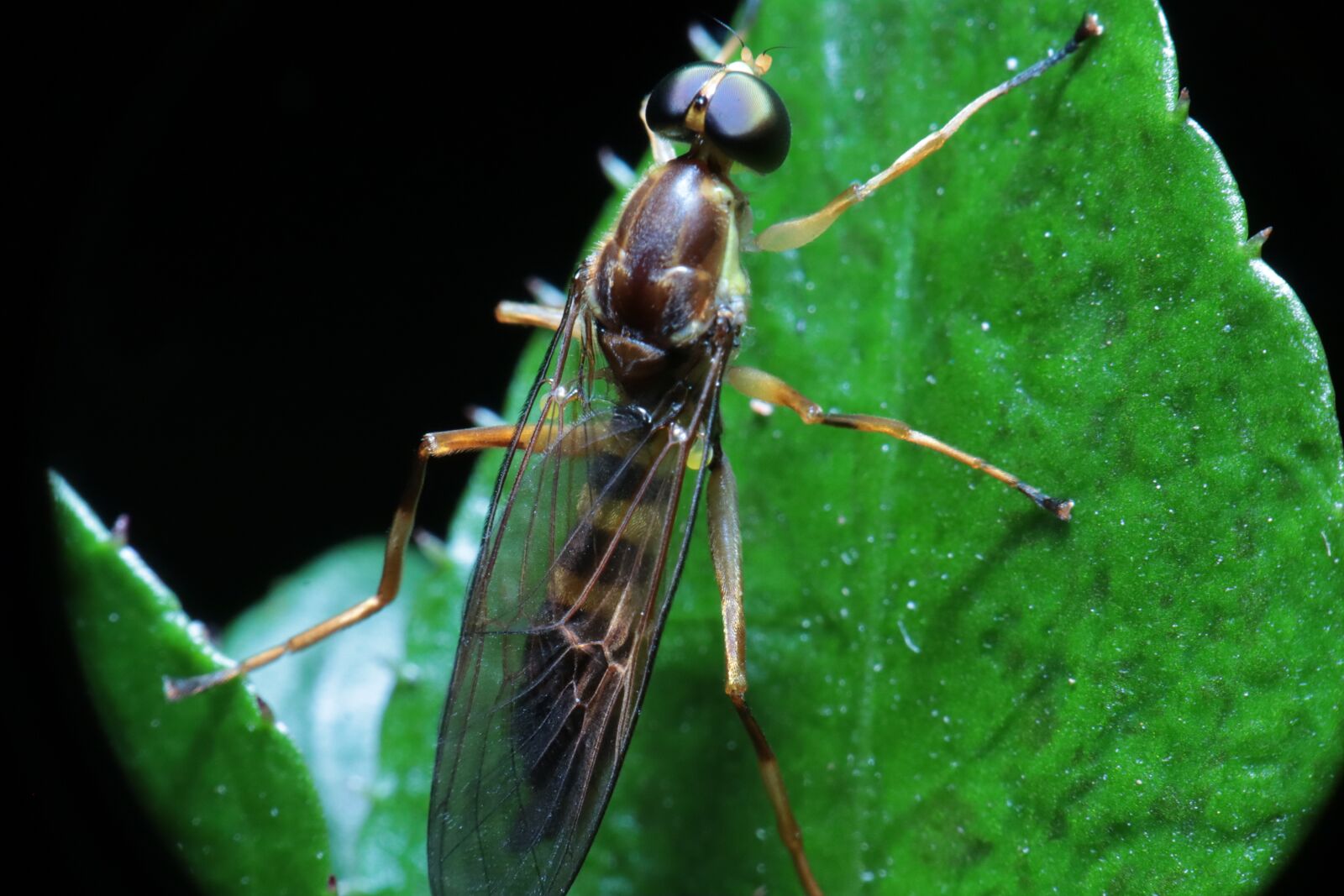 Canon EOS M50 (EOS Kiss M) sample photo. Insect, garden, nature photography