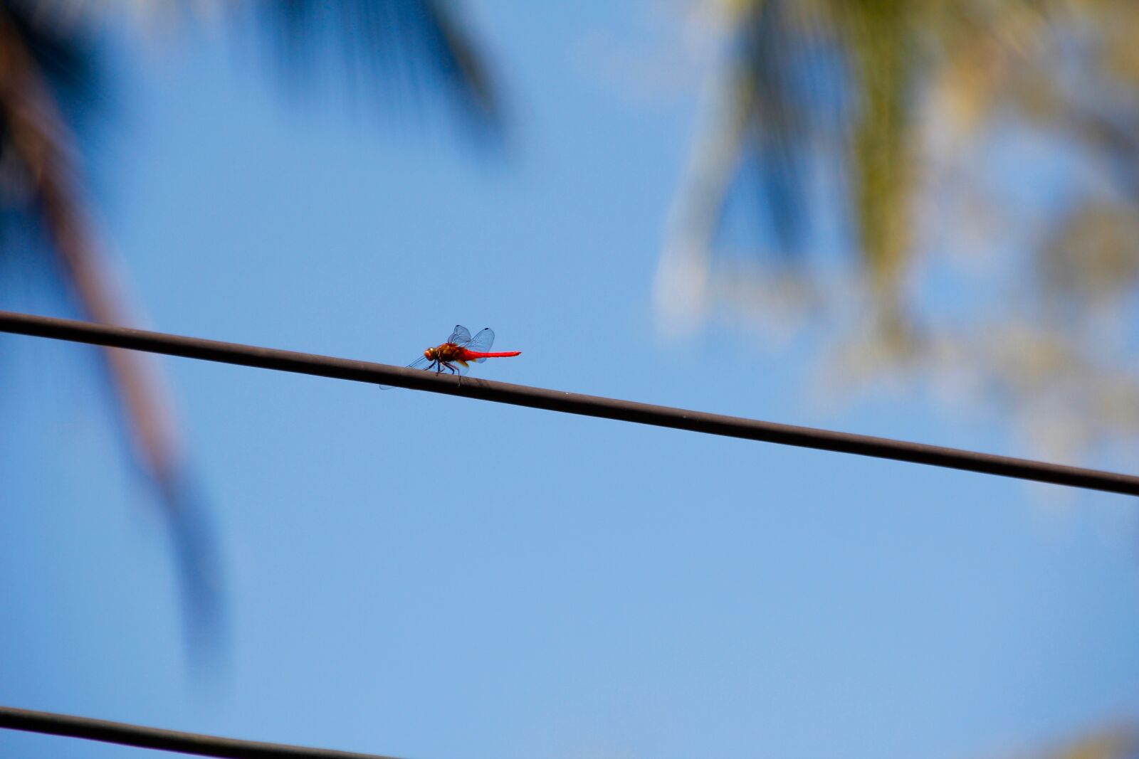 Canon EOS 60D sample photo. Dragonfly, power line, electricity photography