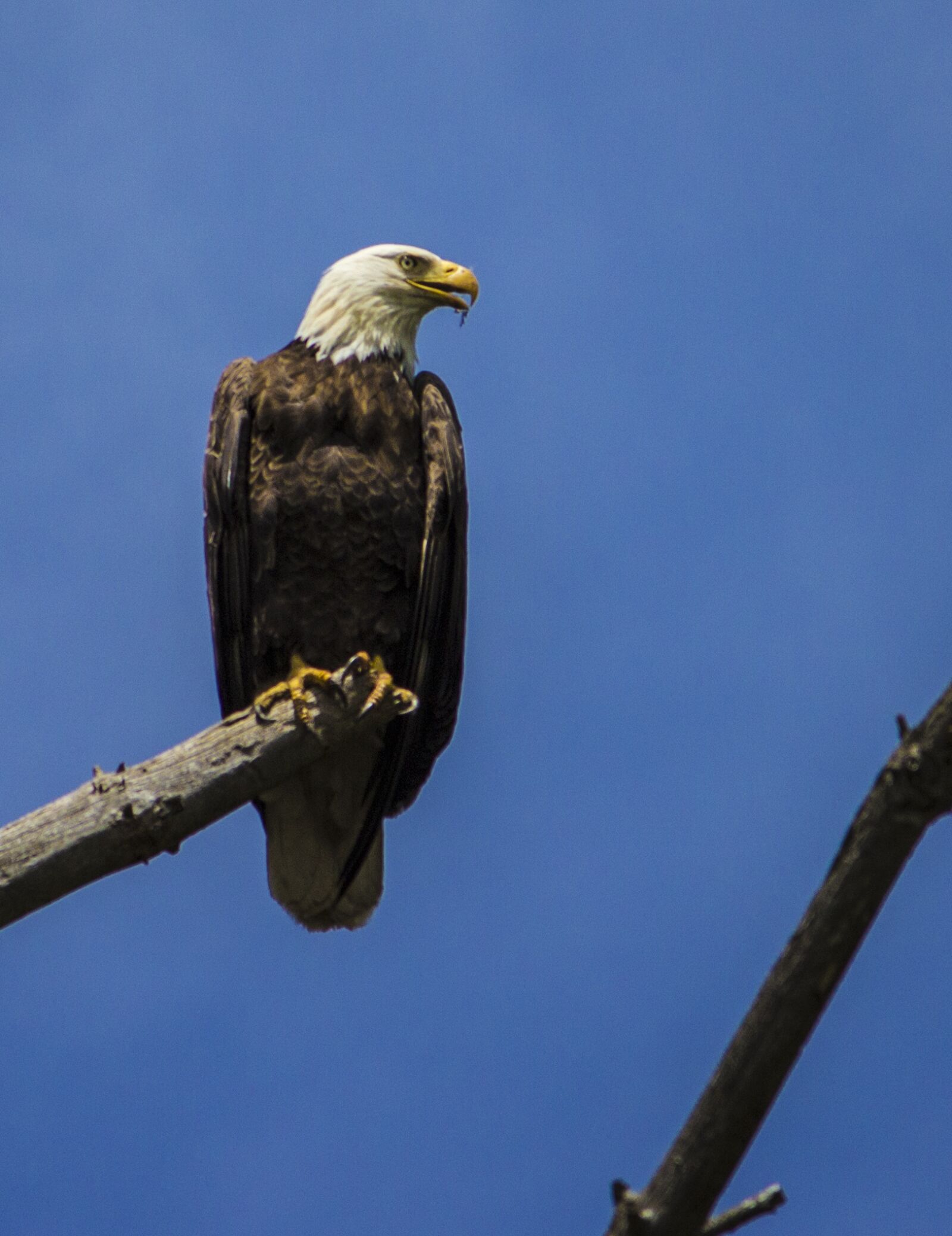 Canon EOS 600D (Rebel EOS T3i / EOS Kiss X5) sample photo. Eagle, raptor, bald eagle photography