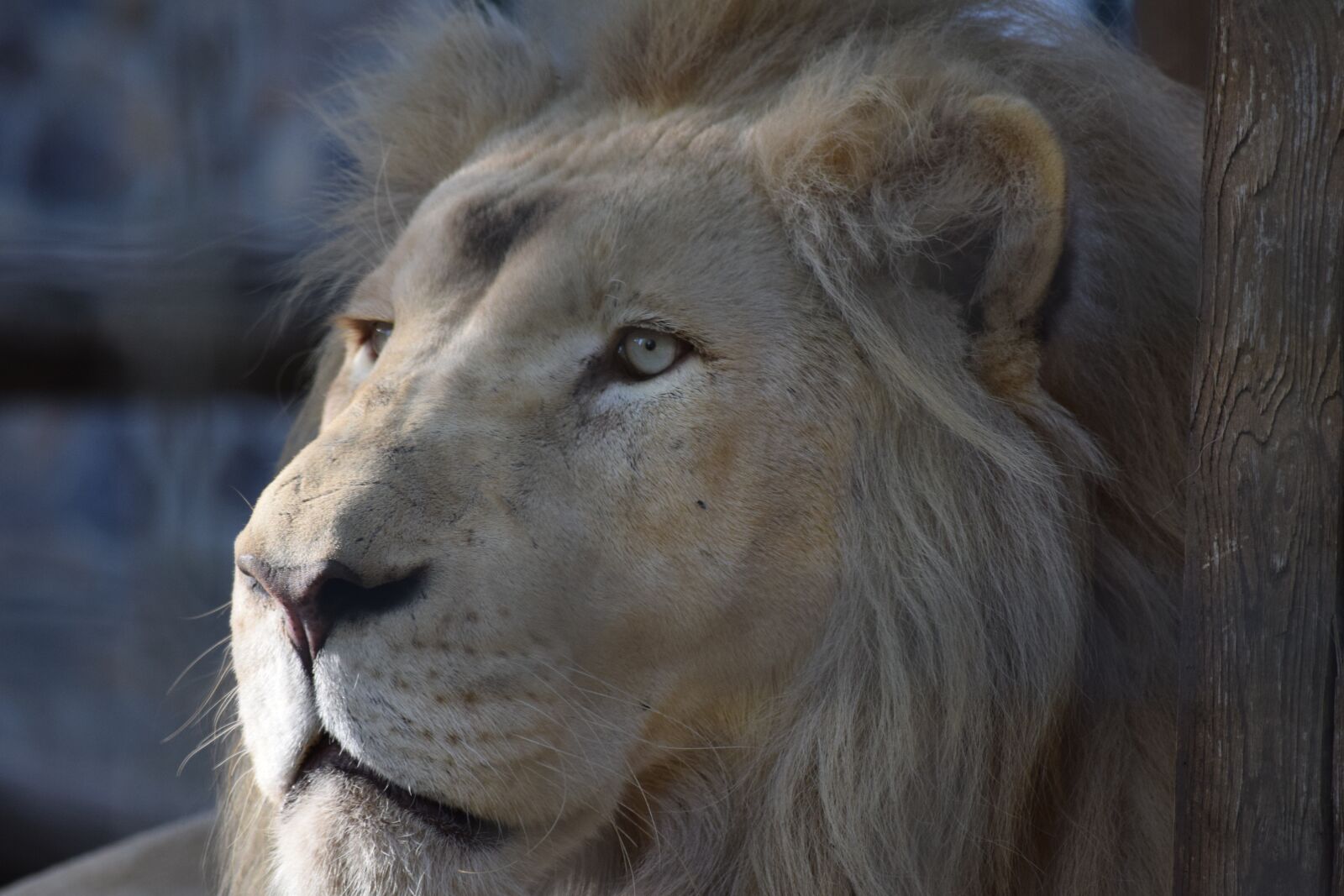 Nikon D3300 sample photo. Lion, predator, male photography