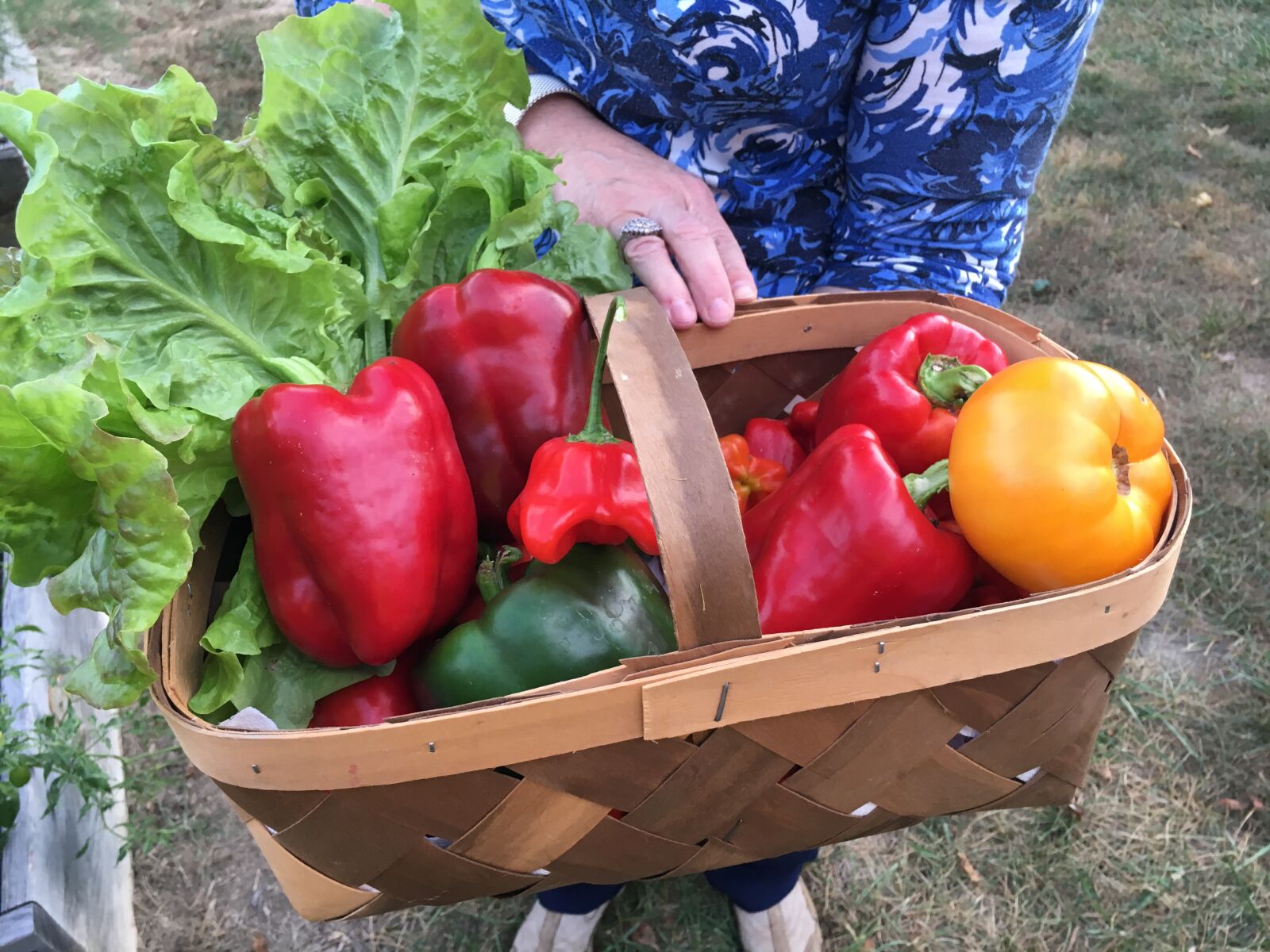 iPhone 6s back camera 4.15mm f/2.2 sample photo. Bell, pepper, farm, produce photography