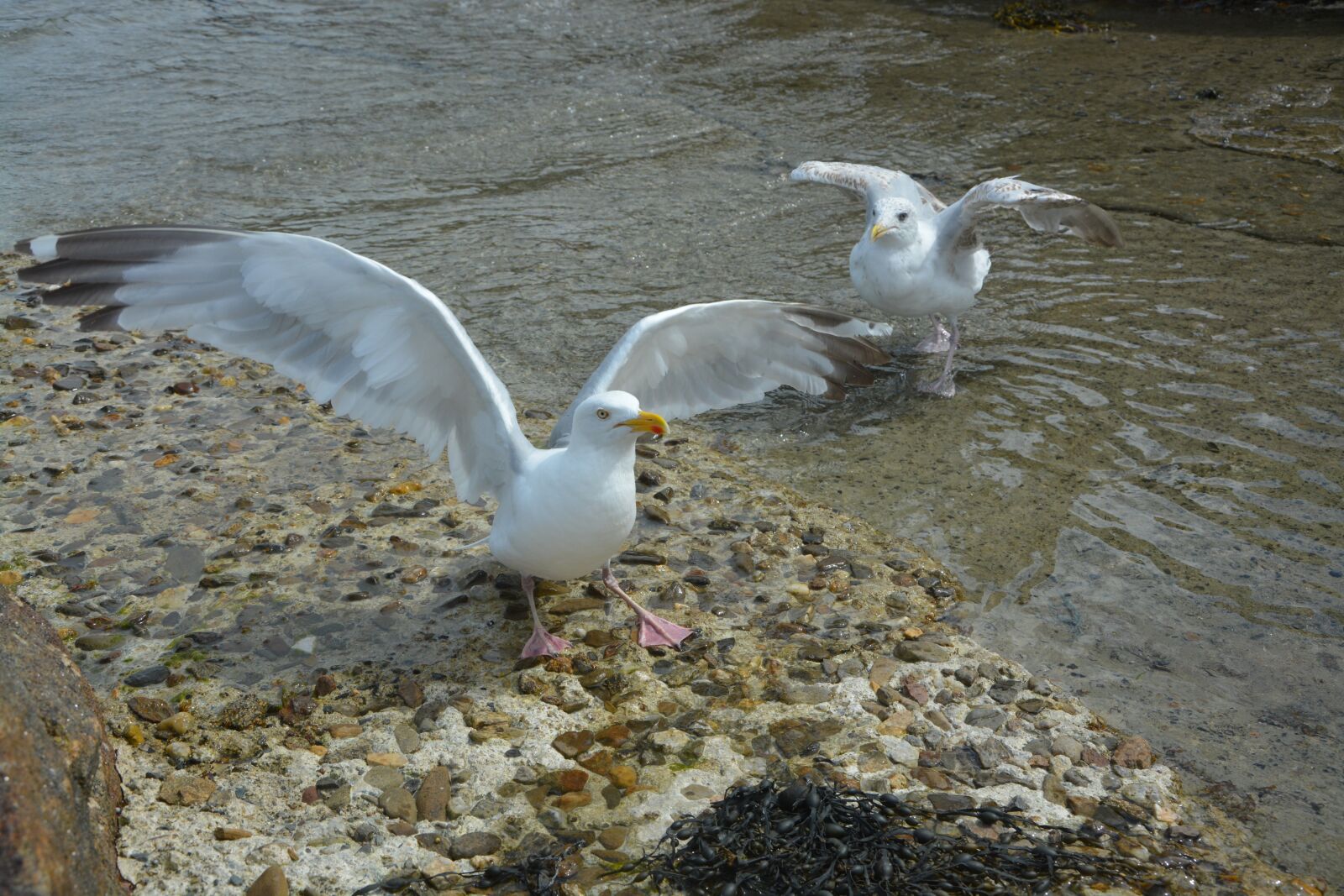 Nikon D5200 sample photo. Winged gulls, gulls, sea photography