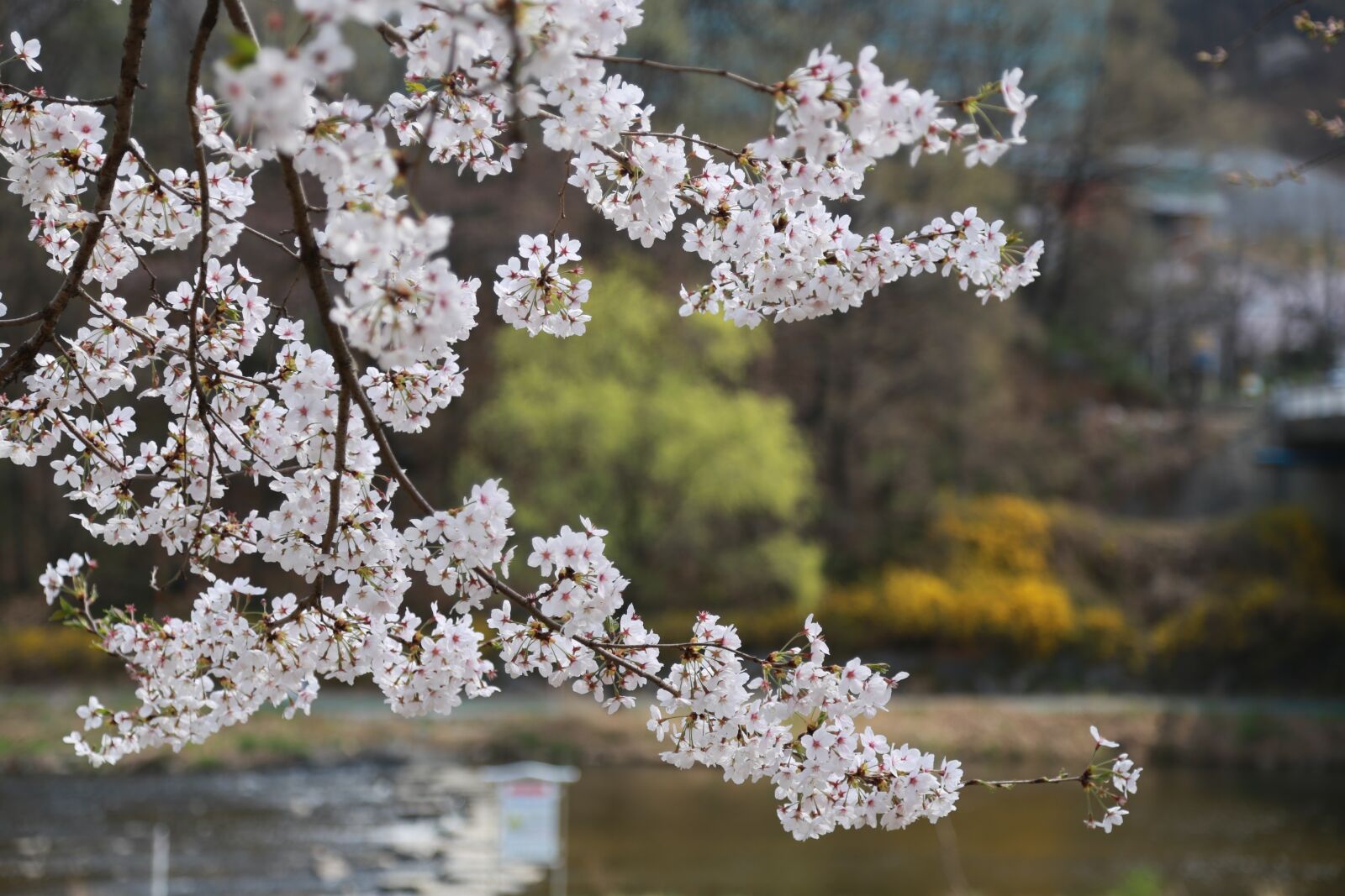 Canon EOS 6D + Canon EF 24-105mm F4L IS USM sample photo. Flowers, cherry tree, cherry photography