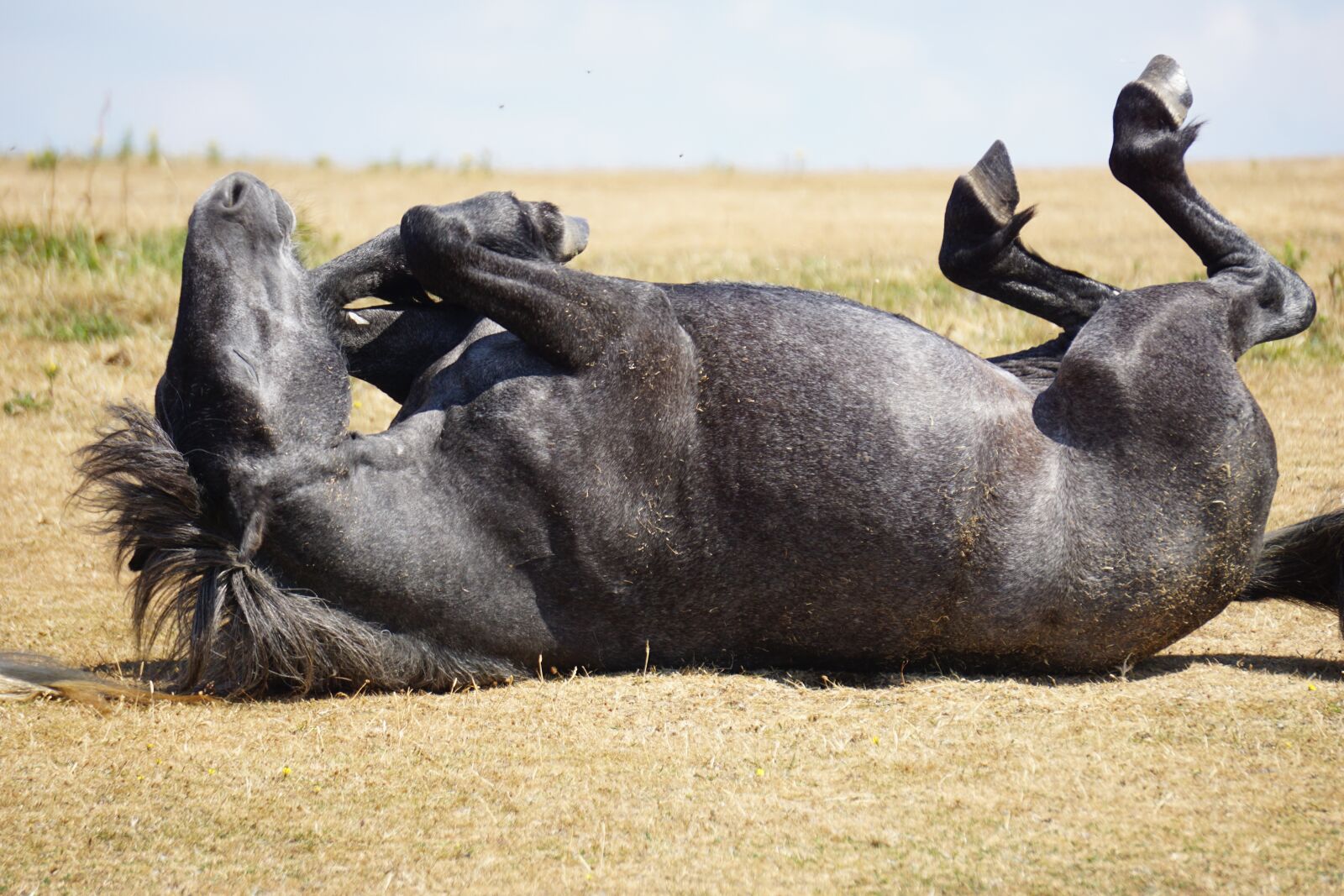 Sony a6000 sample photo. Horse, black, animal photography