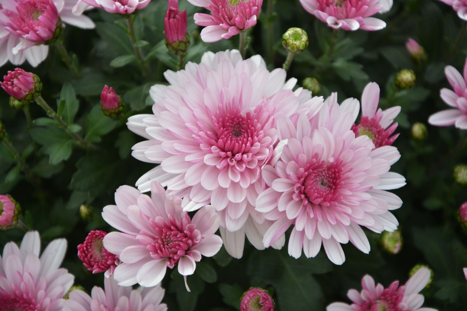Nikon D5200 sample photo. Flowers, colors, pink white photography