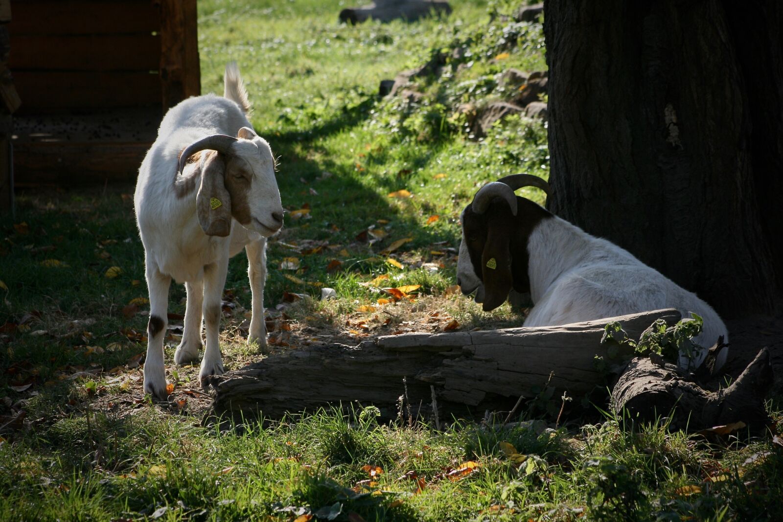 Canon EOS 400D (EOS Digital Rebel XTi / EOS Kiss Digital X) sample photo. Pets, goats, horns photography