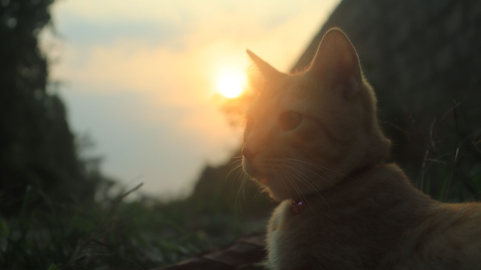 Canon EOS 200D (EOS Rebel SL2 / EOS Kiss X9) sample photo. Cat, animal, sunset photography
