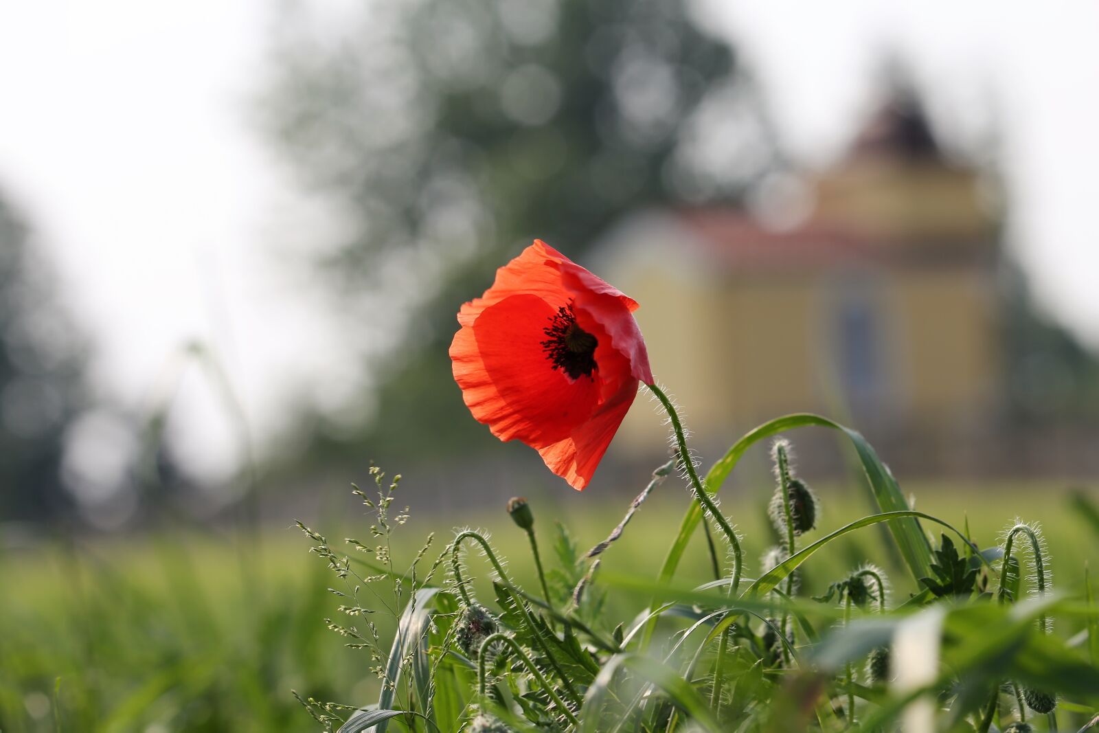 Canon EF 70-300 F4-5.6 IS II USM sample photo. Red poppy near chapel photography