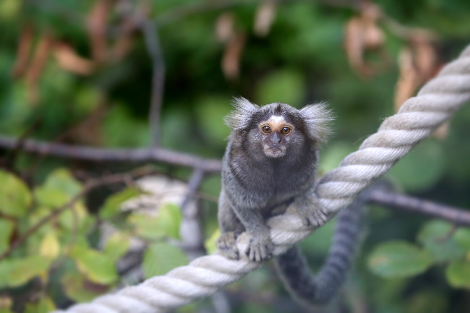 Canon EOS 6D sample photo. Common marmoset, monkey, marmoset photography