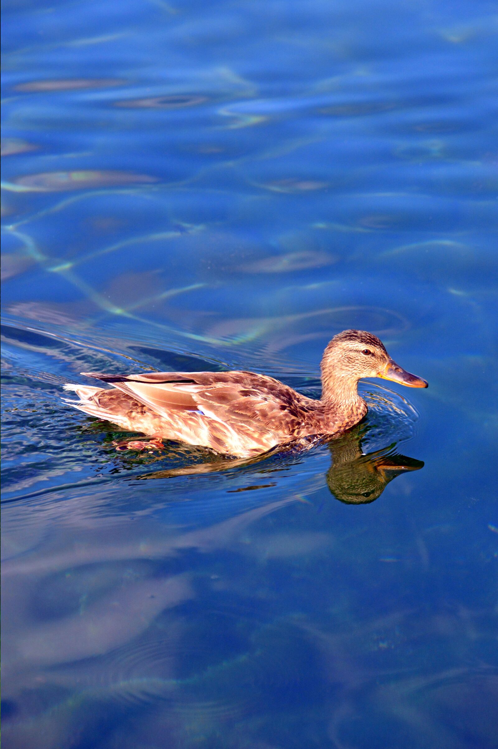 Nikon D3200 sample photo. Duck, wild ducks, beast photography