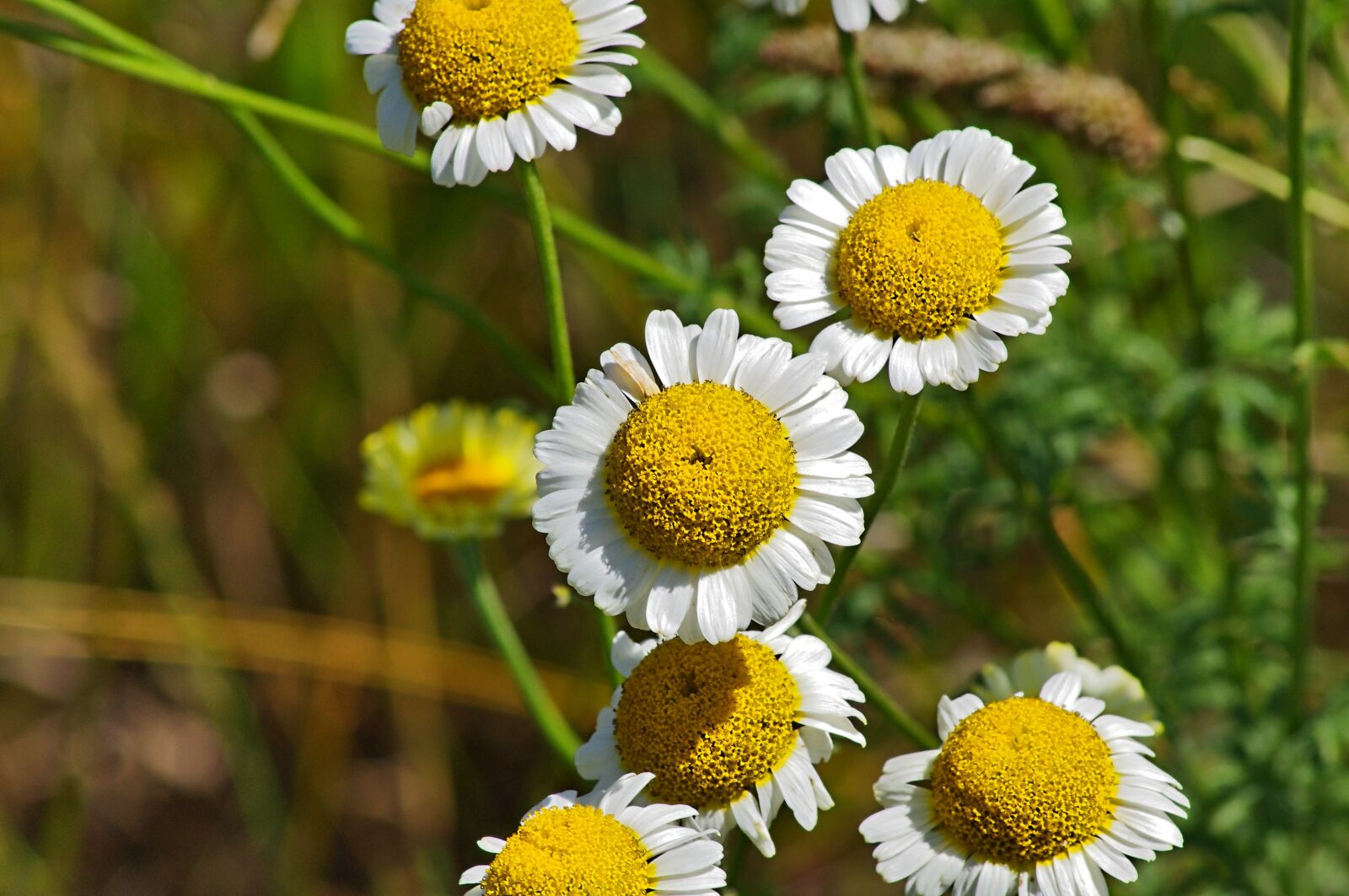 Pentax K-x sample photo. Nature, plant, summer photography