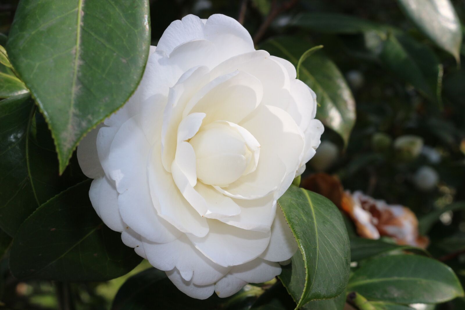 Canon EOS 100D (EOS Rebel SL1 / EOS Kiss X7) sample photo. Flower, white, nature photography