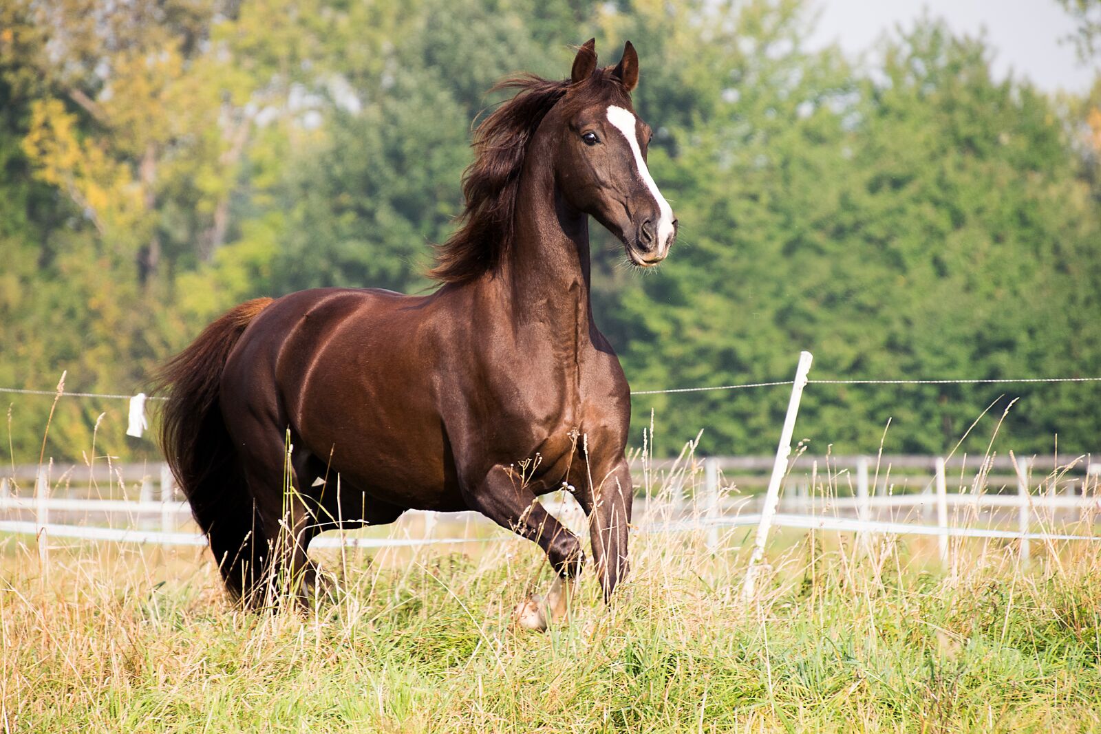 Nikon D3300 sample photo. Horse, trot, animal photography