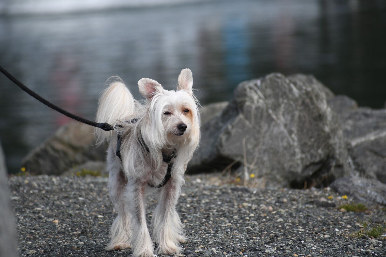 Nikon D500 sample photo. Konko, dog, chinese crested photography