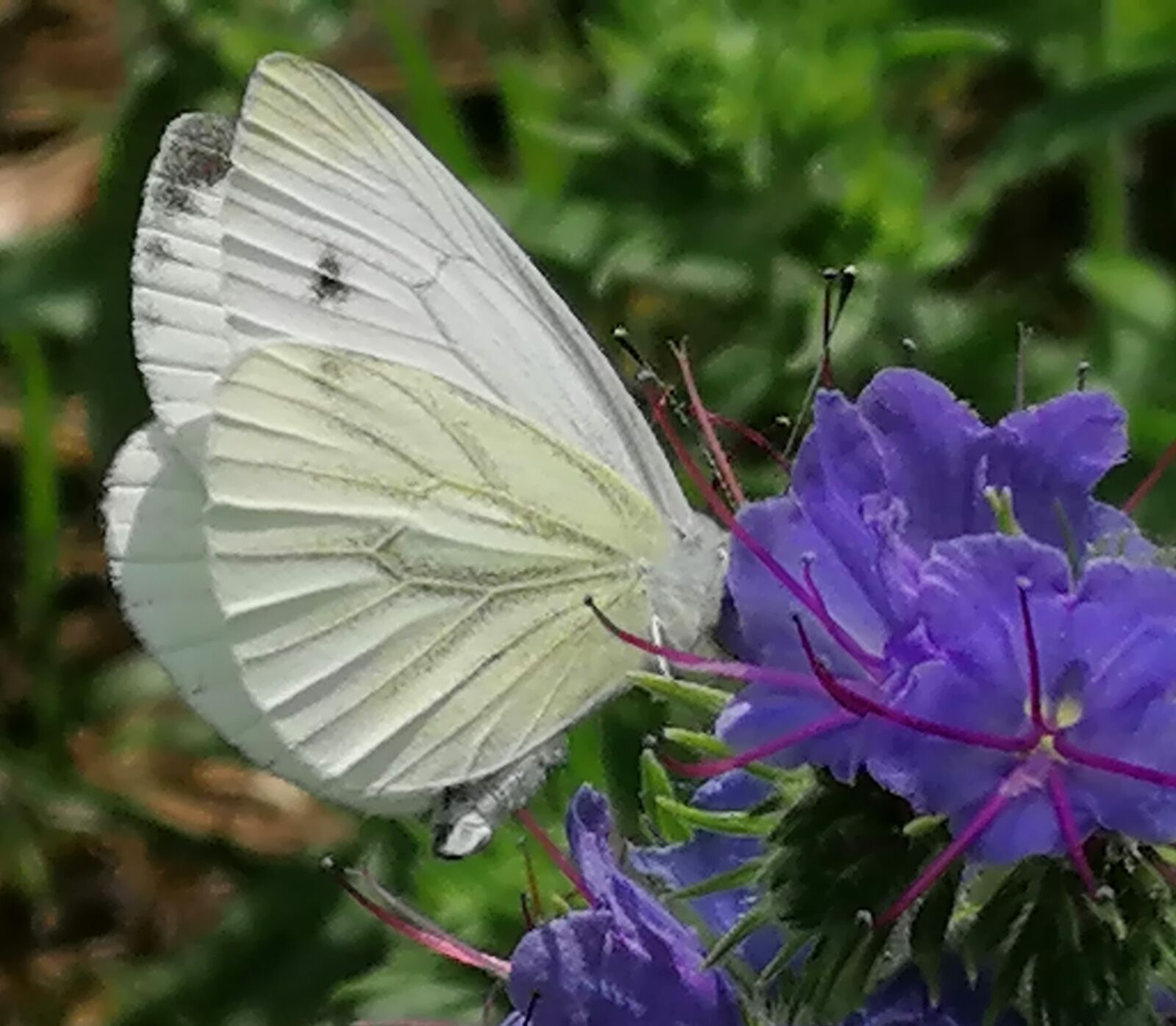 HUAWEI P30 LITE sample photo. Butterfly, blossom, bloom photography