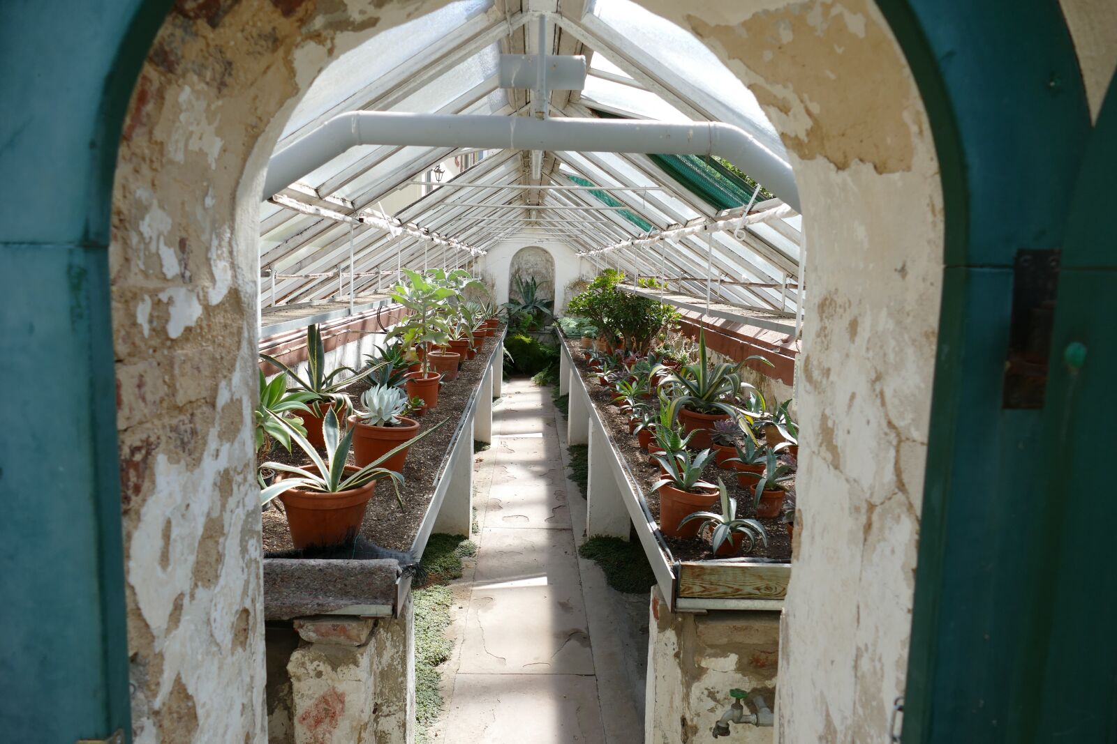 Panasonic Lumix DMC-FZ1000 sample photo. Cactus, greenhouse, bad homburg photography