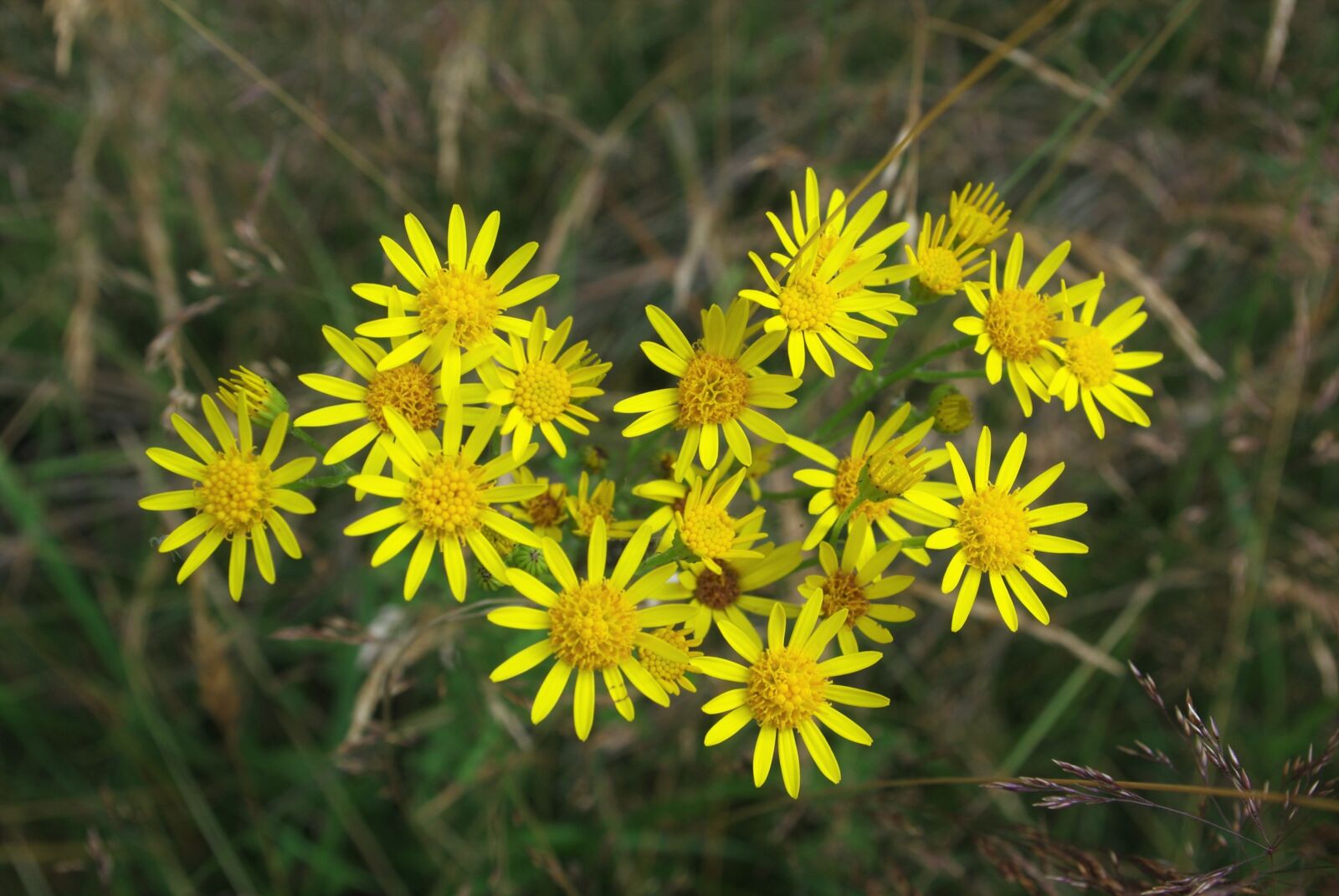 Pentax K-m (K2000) sample photo. Flower, plant, weed photography