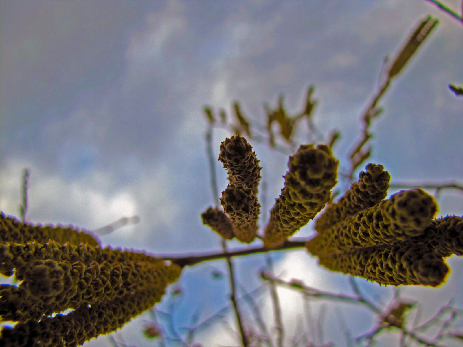 Canon PowerShot SX20 IS sample photo. Plant, wood, flower photography