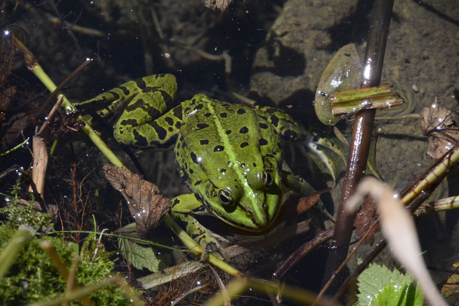 Nikon D7100 sample photo. Toad, biotope, nature photography