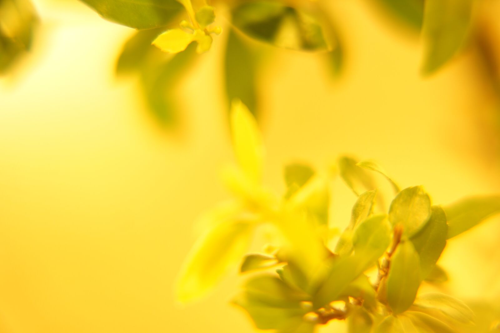 Sony DT 16-50mm F2.8 SSM sample photo. Yellow, plants, leaf photography