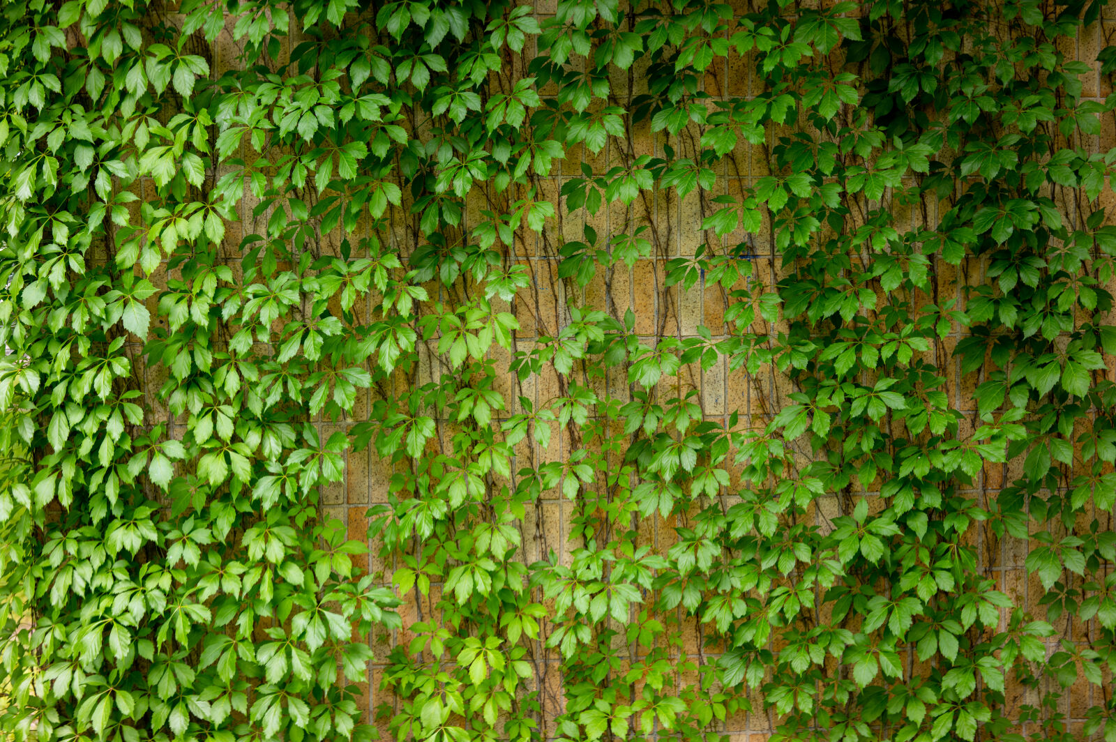 Sigma fp L sample photo. Green wall photography