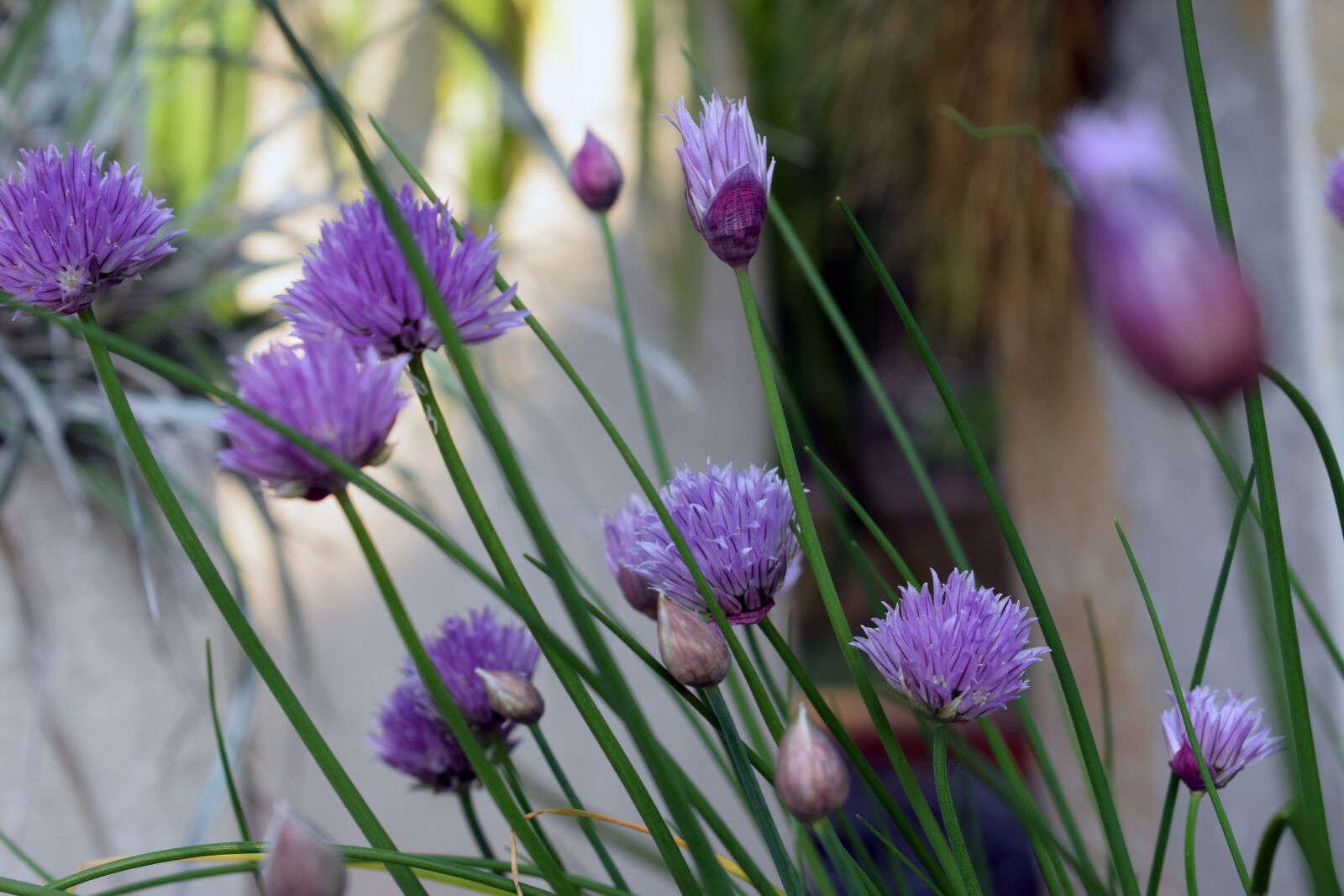 Nikon D5300 sample photo. Flower, plants, garden photography