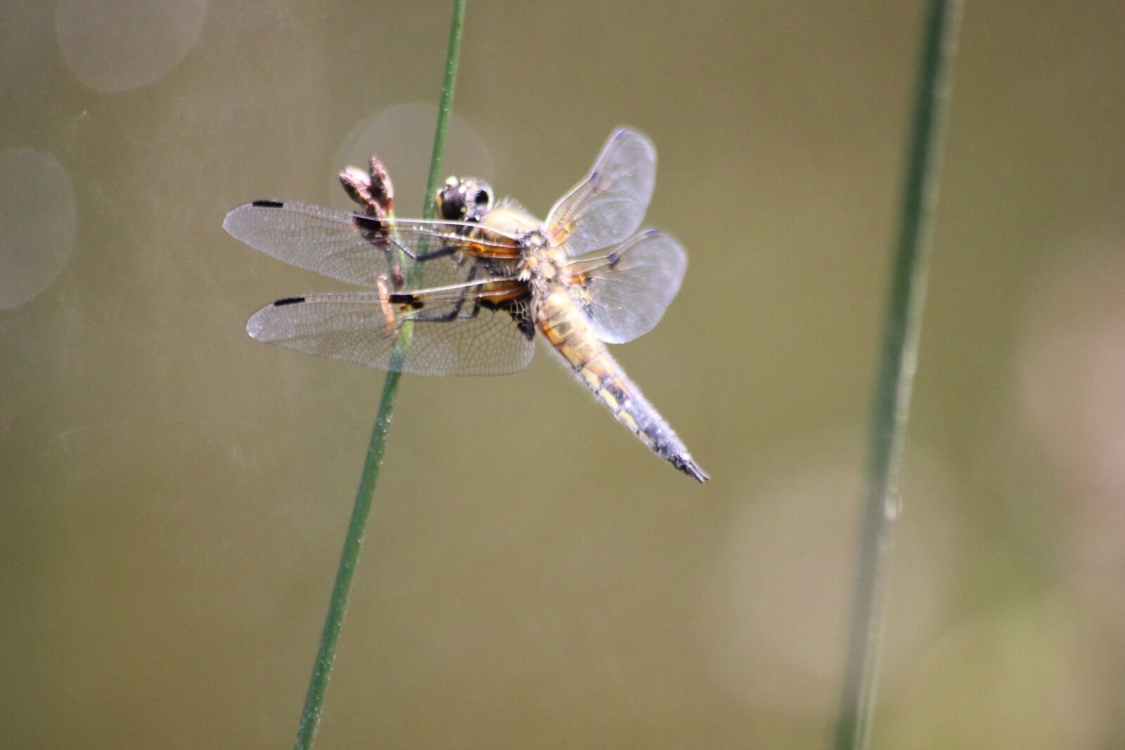 Canon EOS 600D (Rebel EOS T3i / EOS Kiss X5) sample photo. Dragonfly, insect, nature photography