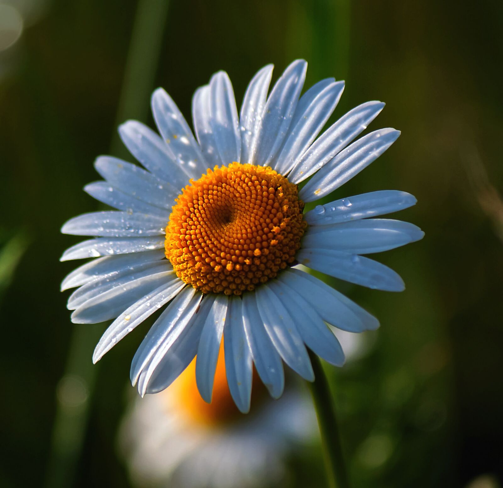 Canon EF-S 17-85mm F4-5.6 IS USM sample photo. Daisy, flowers, spring photography