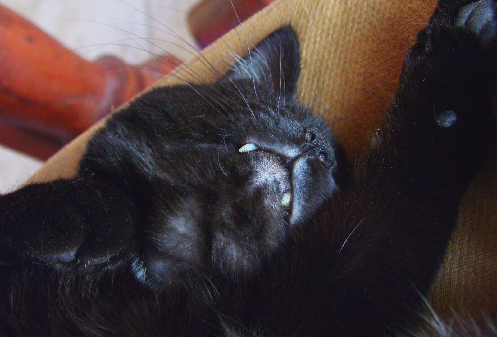 Kodak PIXPRO AZ361 sample photo. Animal, cat, cute, dream photography