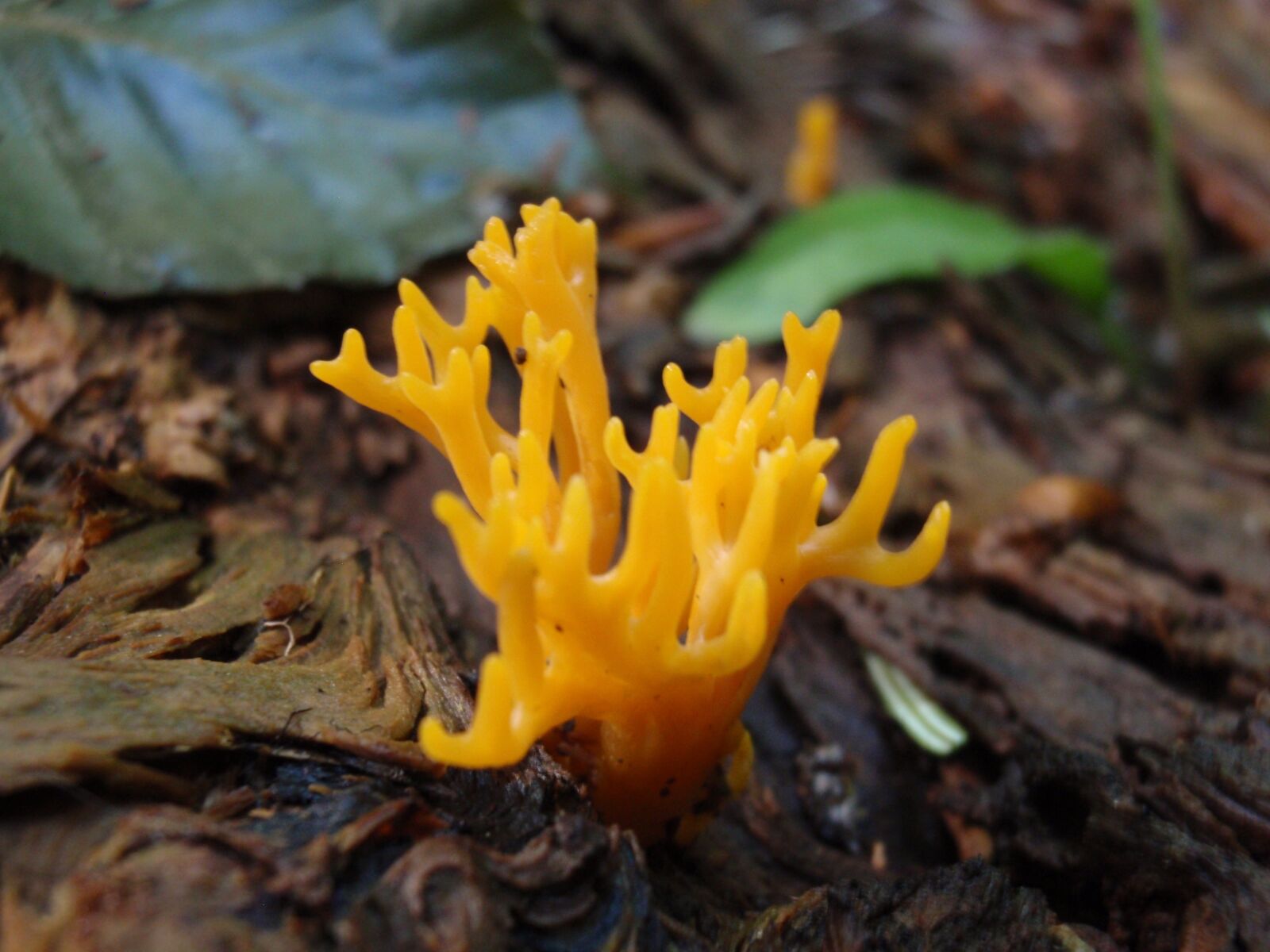 Olympus u9000,S9000 sample photo. Fungus, nature, botany photography