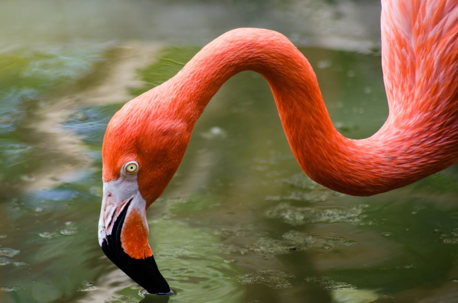 Nikon D5100 sample photo. Nature, birds, wild life photography